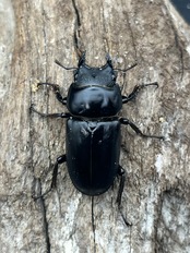 《ドルクスネパレンシス ssp. 57.1mm ペア》ブリーダー様委託個体