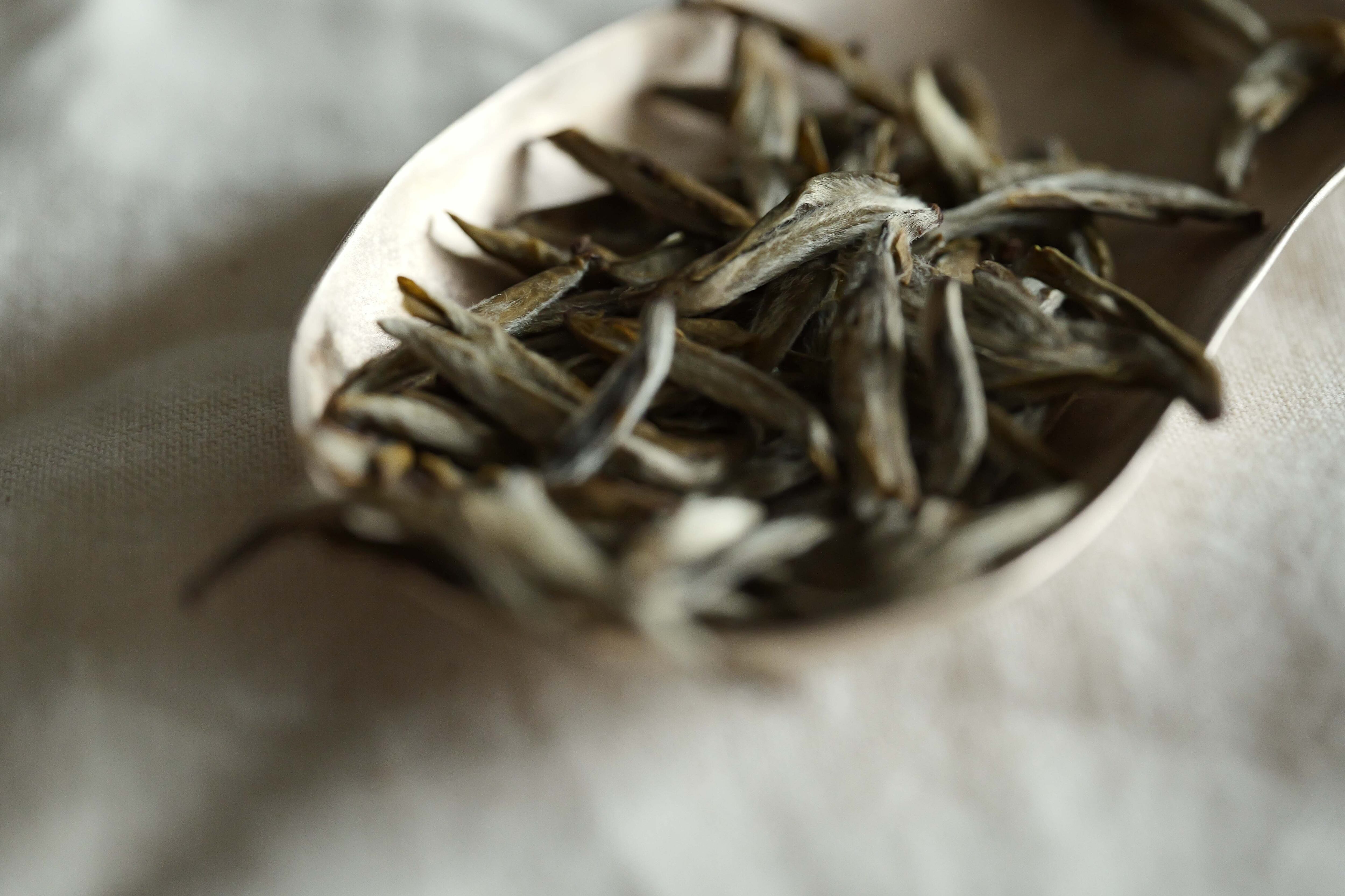 九窨針王・福州産超高級ジャスミン茶 50g (2024年産) | 北白川糕糰店