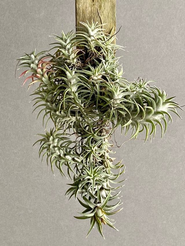 Tillandsia ionantha var. vanhyningii (Mサイズ) 【artPLANTs】ティランジア/チランジア