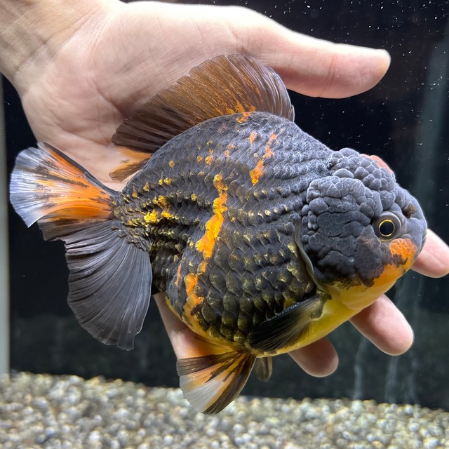 ショートローズテールオランダ　虎　１４ｃｍ