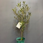 【新着3日限定10%OFF】オリーブ　ピクアル【510】