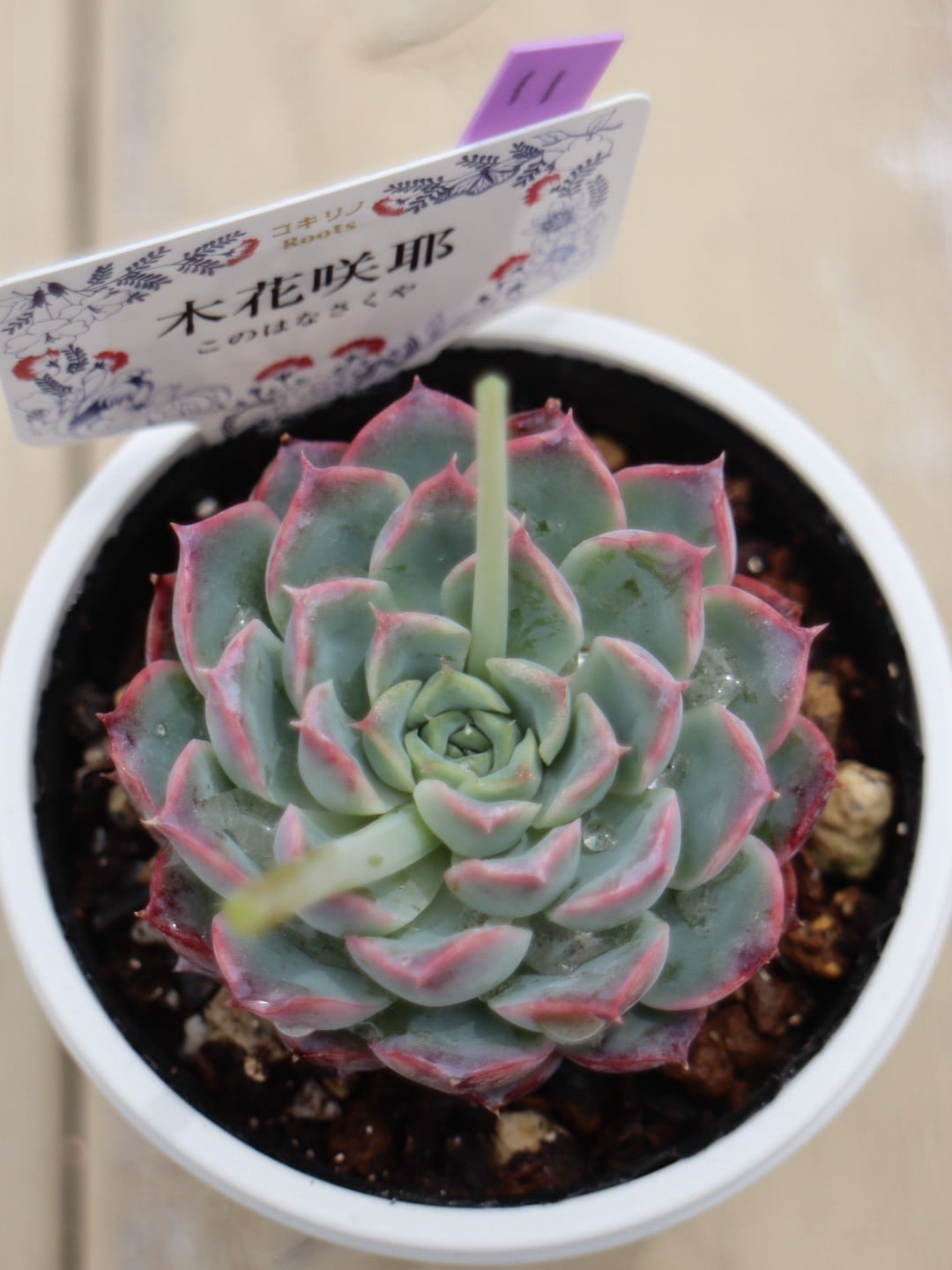 11 木花咲耶(このはなさくや)