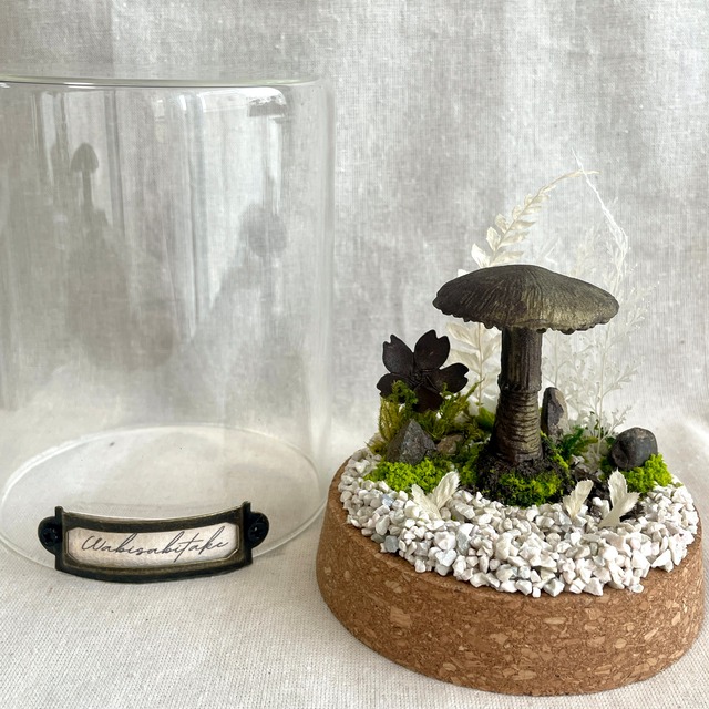 ワビサビタケ/侘び寂びたけ/サビキノコ科