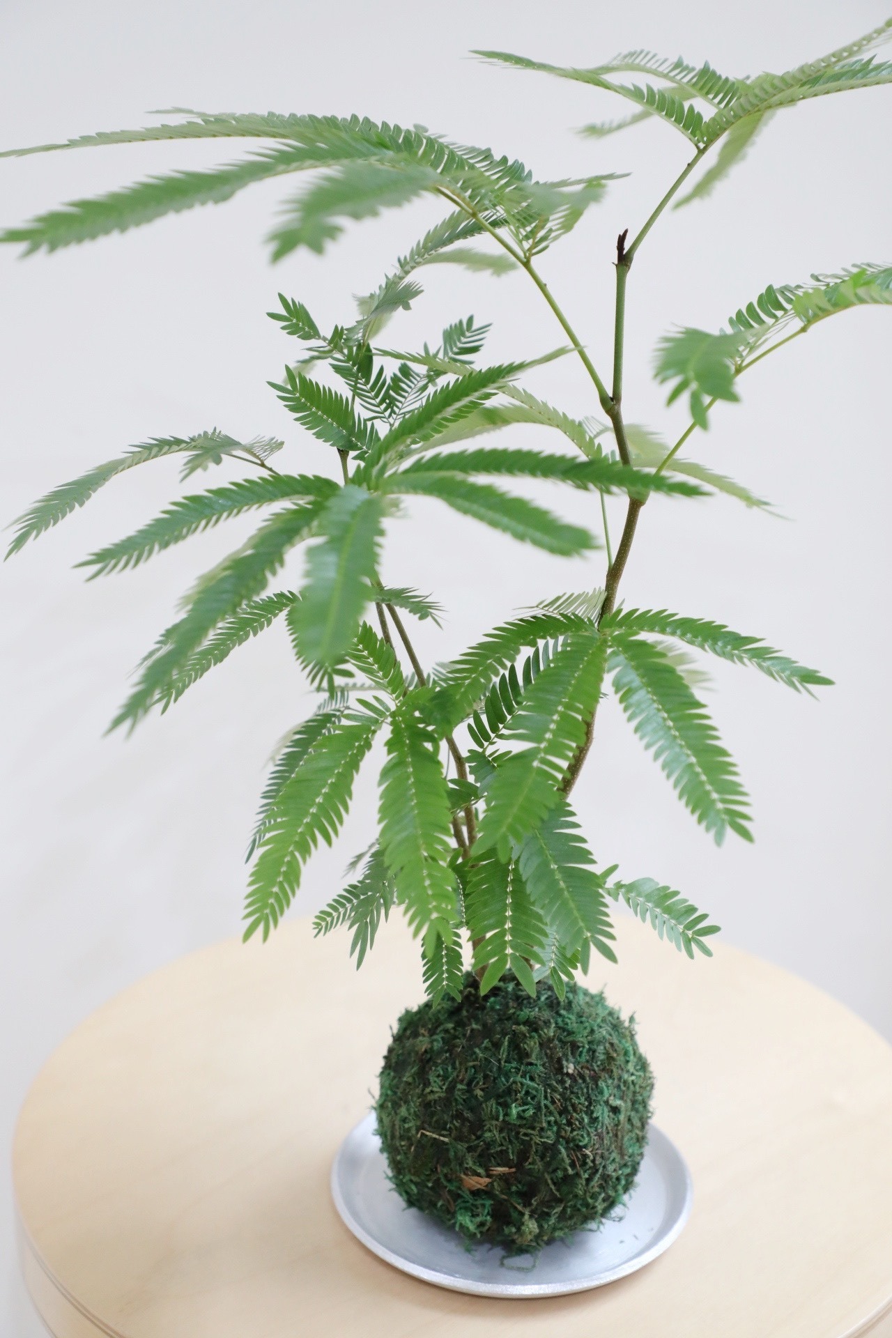 【S】エバーフレッシュ 苔玉/ Pithecellobium Confertum