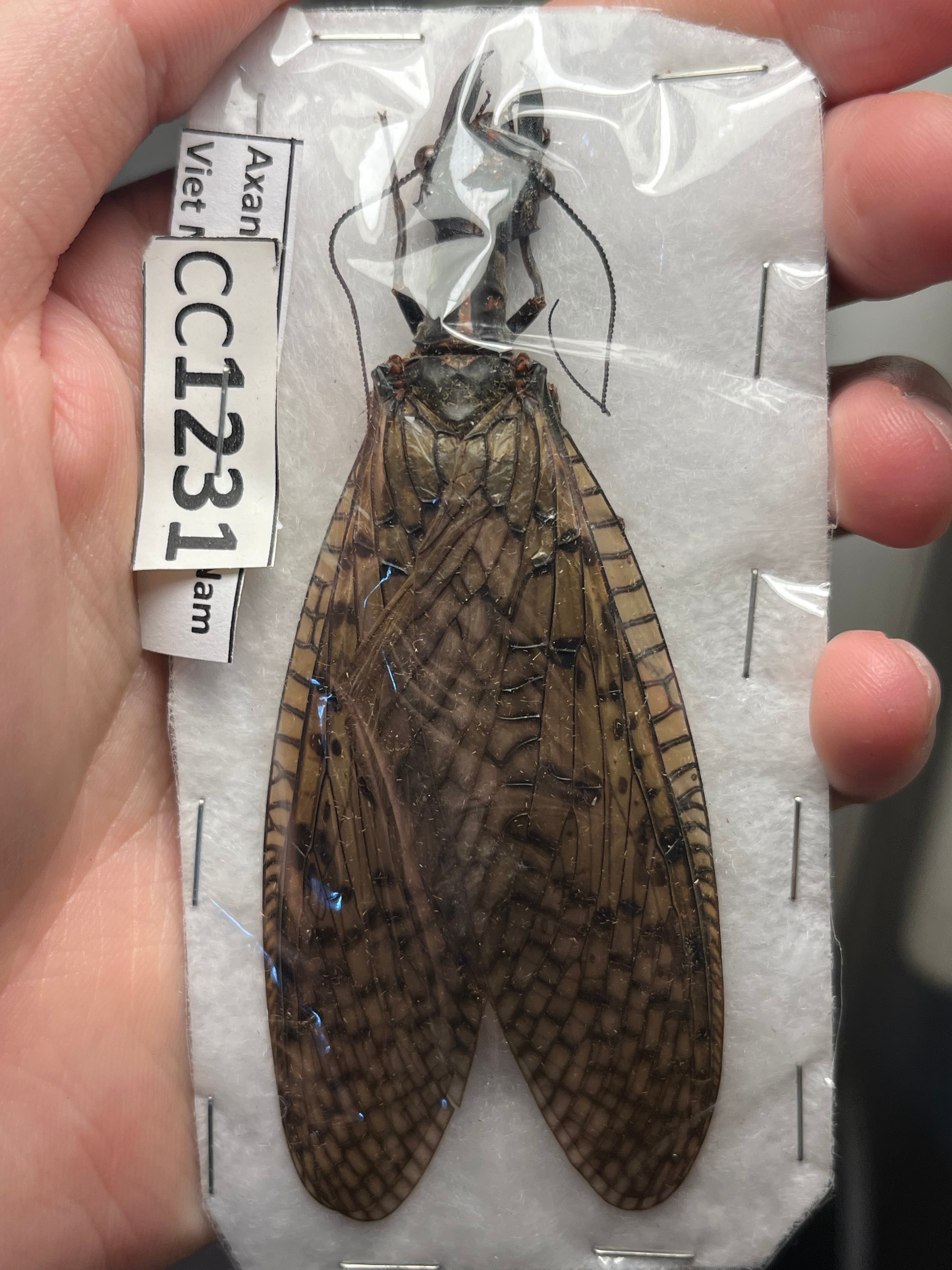 標本 | オモニキチュウ