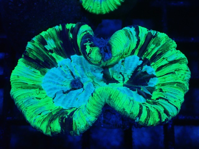 Trachyphyllia Premium 10