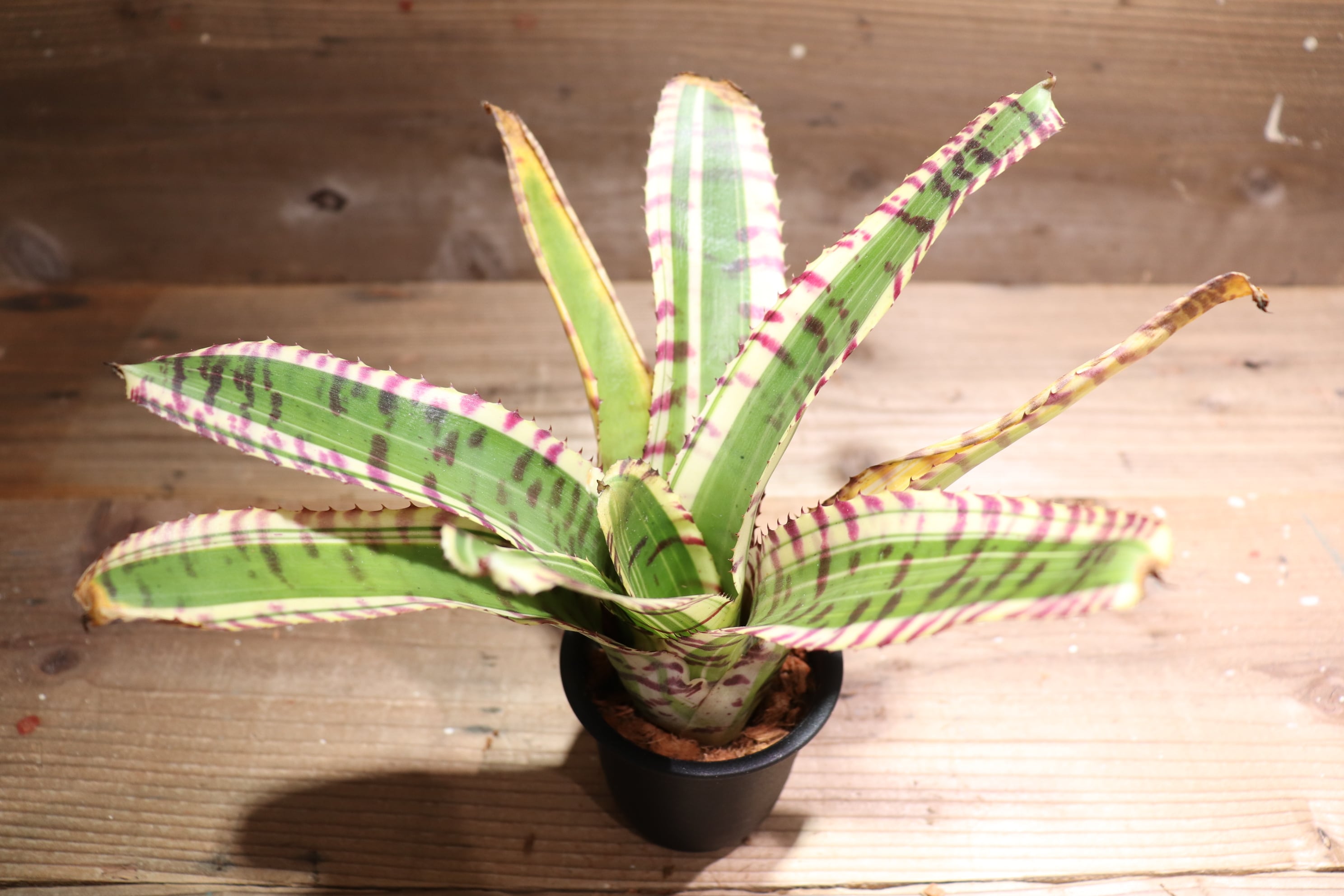 送料無料】Neoregelia 'Star wars'〔ネオレゲリア〕現品発送N0189