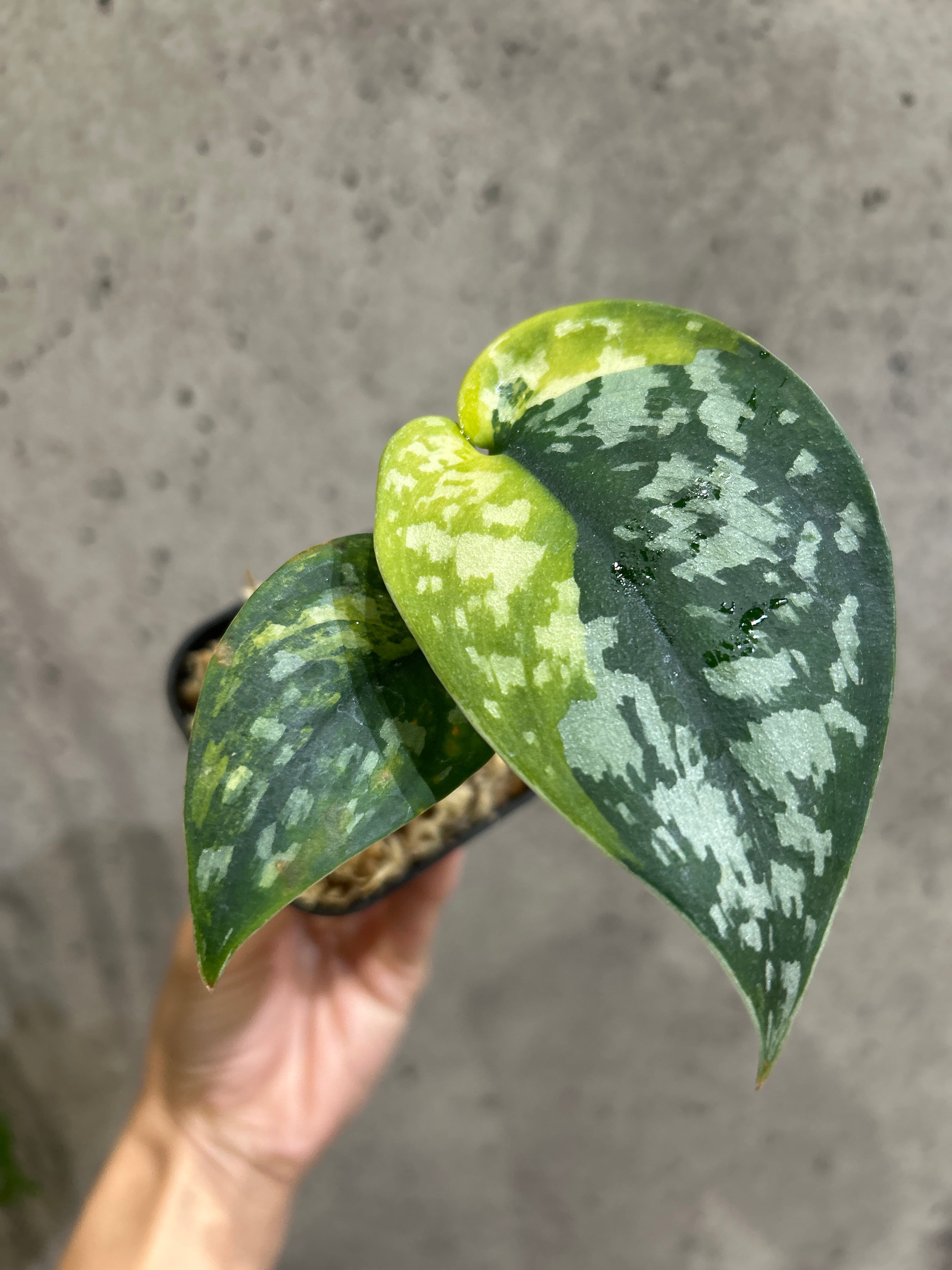 Bアンスリウム ビッタリフォリウム斑入り | MIDORIYA 観葉植物専門店