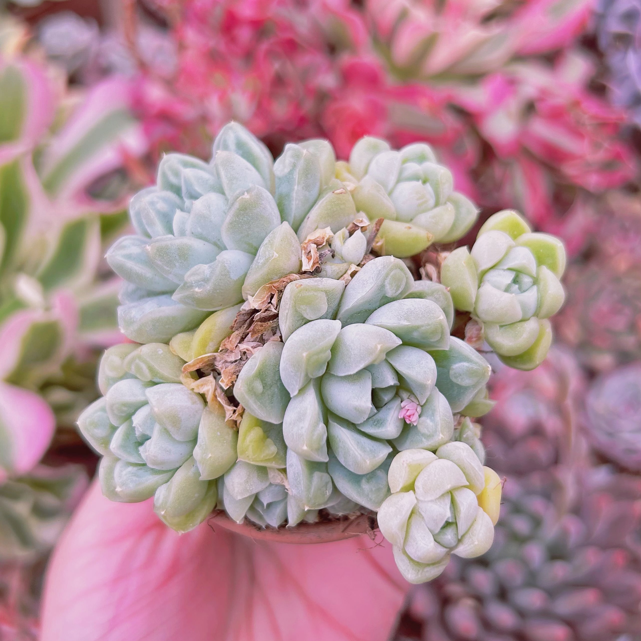 現物　多肉植物　新品種　Echeveria  Dodoli