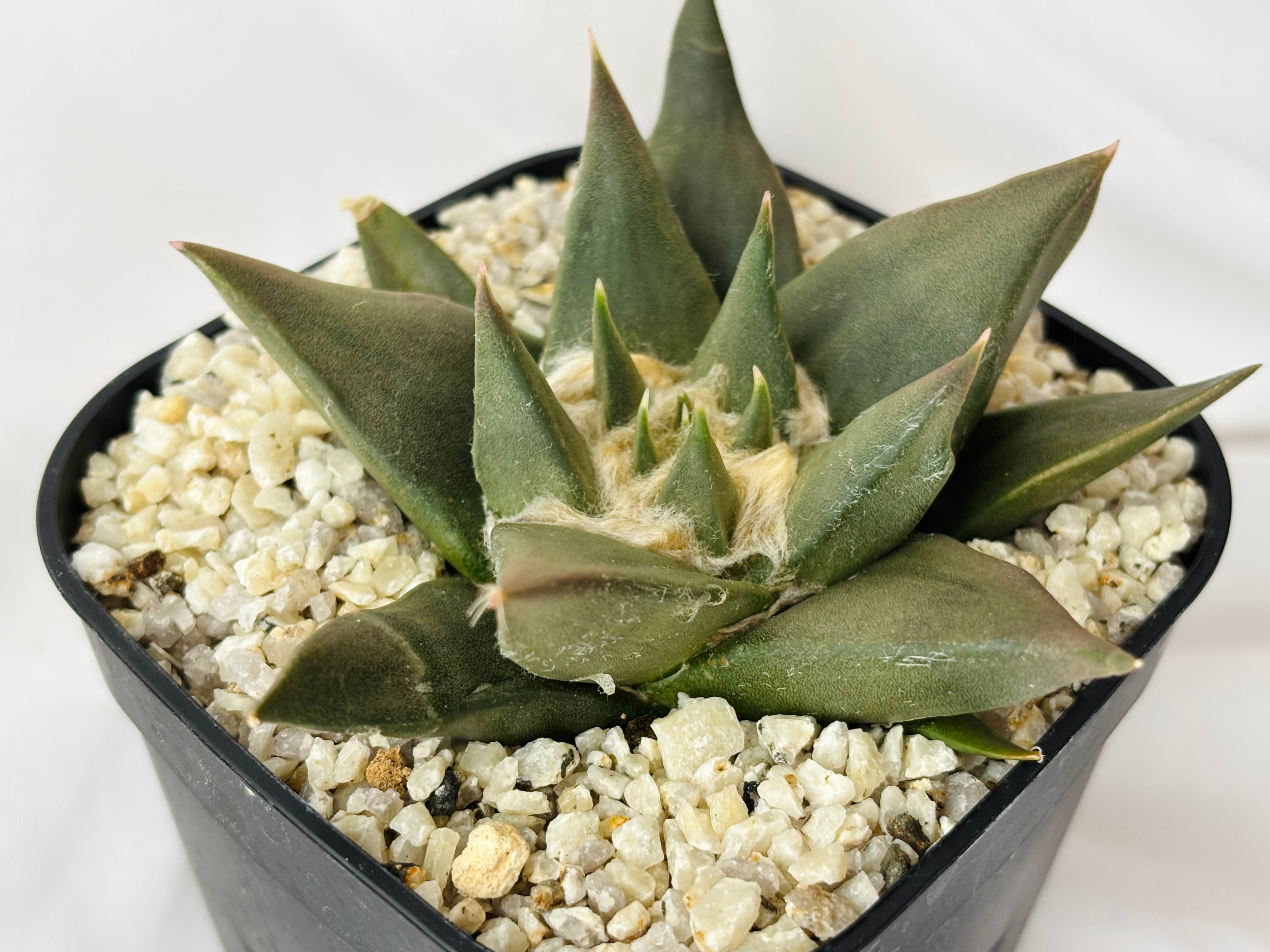 Ariocarpus trigonus アリオカルプス 三角牡丹 サボテン | plants MARU