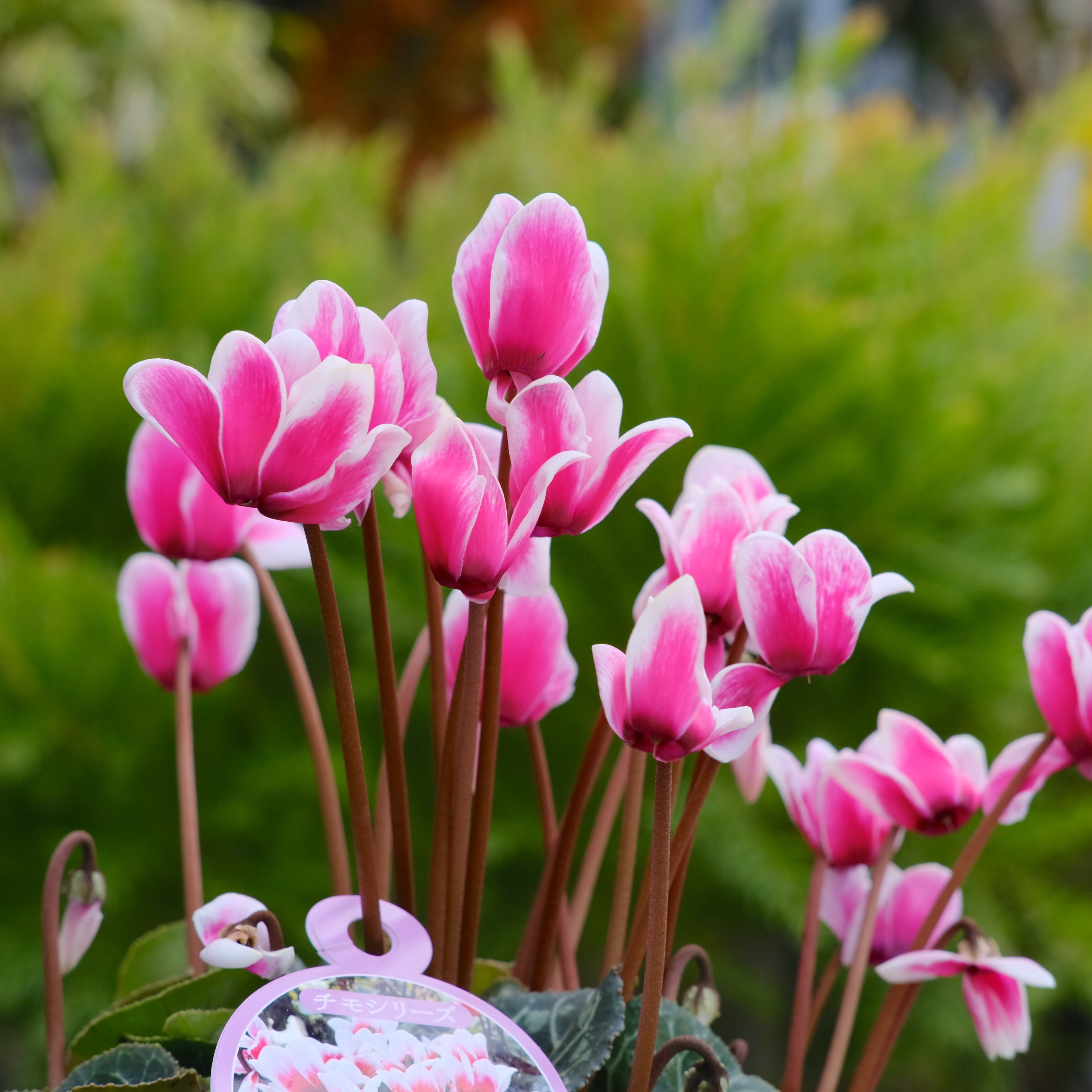 シクラメン チモシリーズ《 ピコティ 一重 》 | グリーンギャラリー