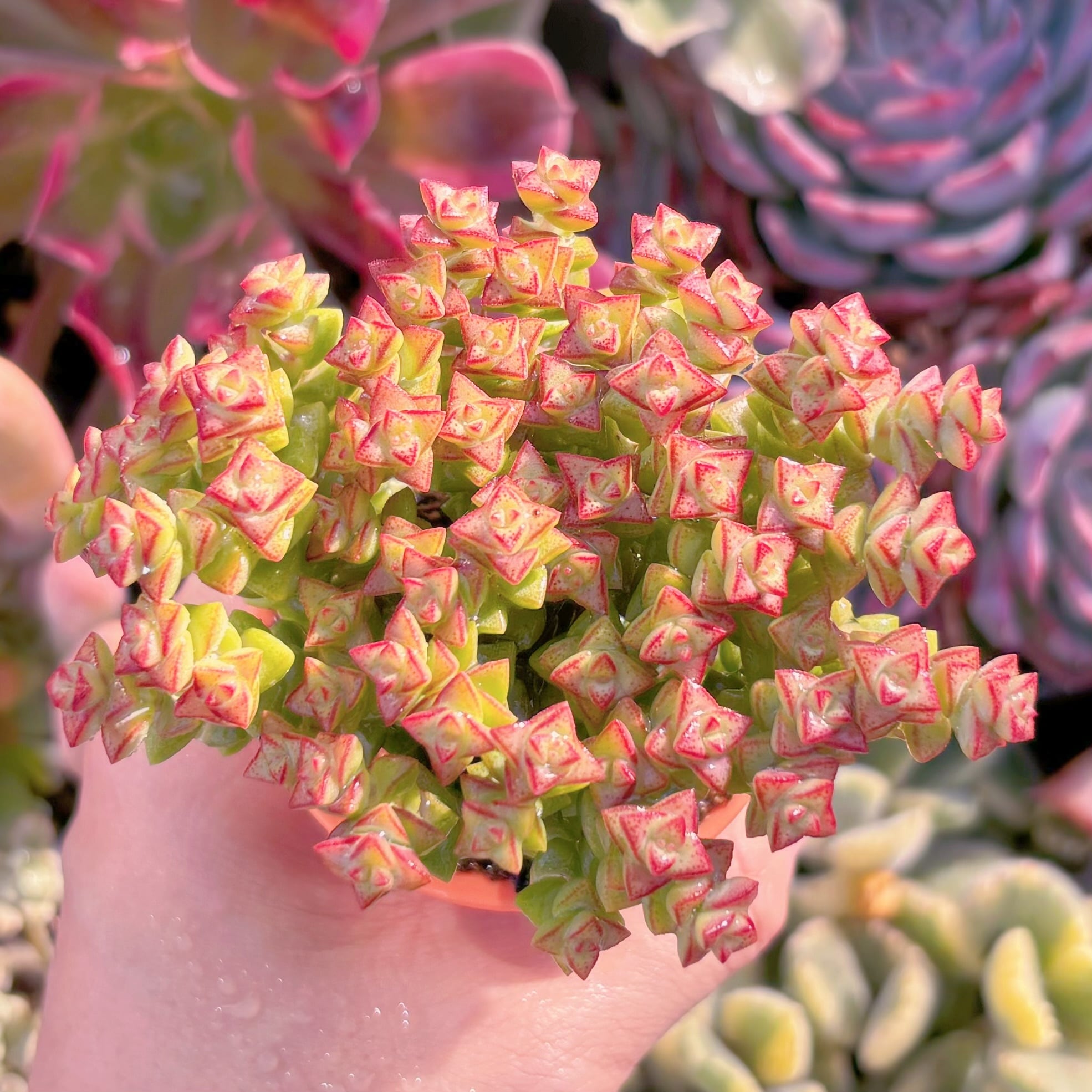 多肉植物　小米星　新入荷　るる農園