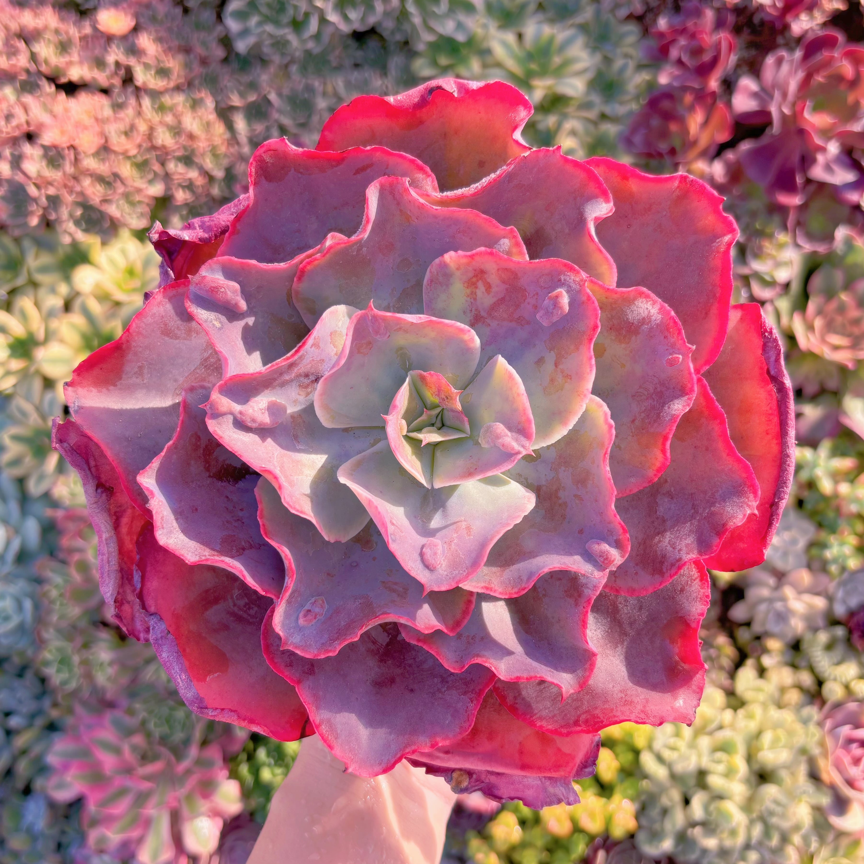 多肉植物　天空の城　在庫僅少　新入荷　るる農園