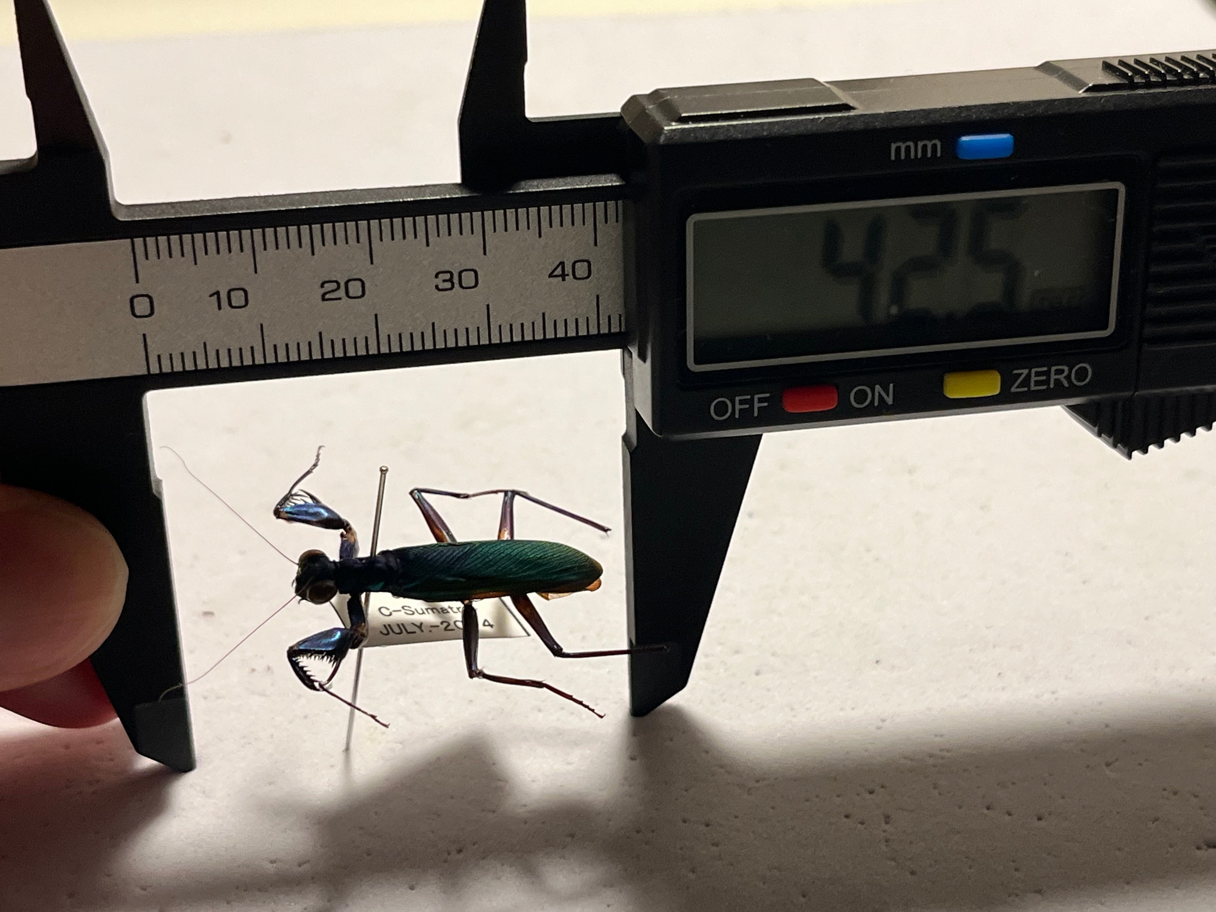 標本】ケンランカマキリ スパイダーマンティスレッドローチ
