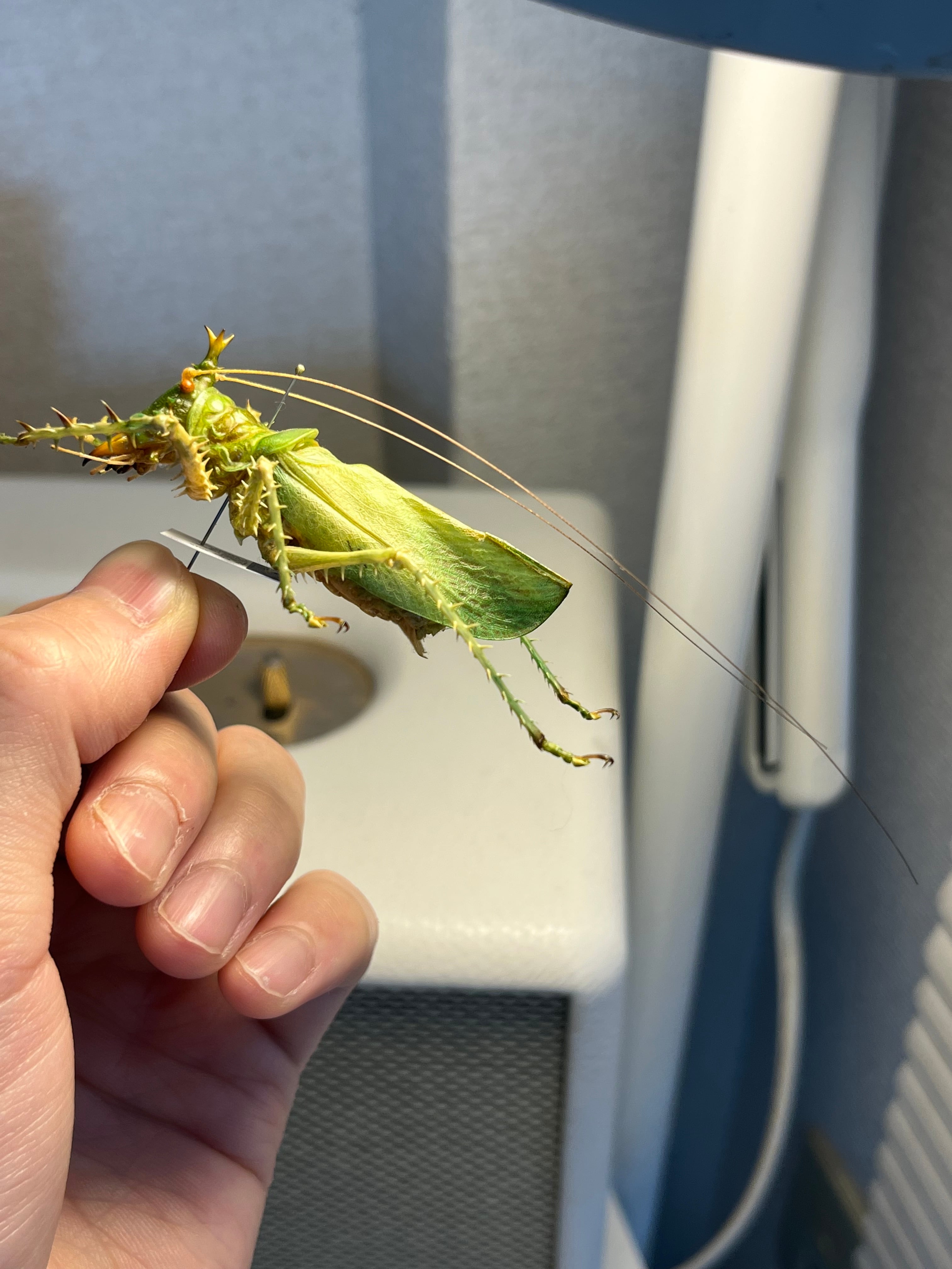 色残抜群】トゲアクマツユムシ リオック 直翅類 カマキリ マンティス
