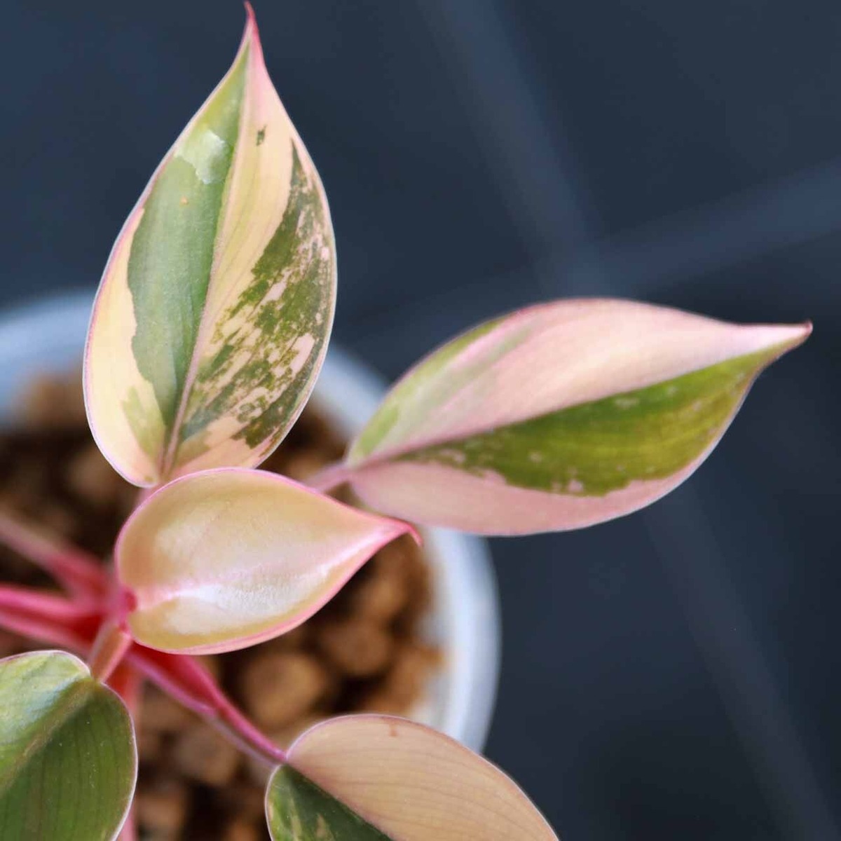 稀有種】フィロデンドロン レッドコンゴ Philodendron Red Congo  