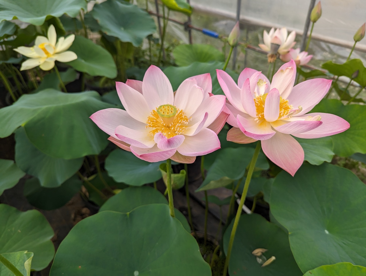 花嫁・苗(肥料付き)