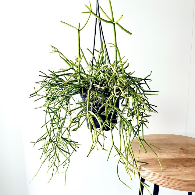 やさしさを纏う アロカシア・グリーンベルベット｜希少種 観葉植物 calm cafe