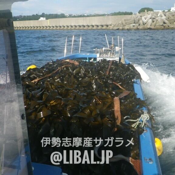伊勢の癒やしボディクリーム（数量限定生産）【伊勢志摩産海藻エキス入