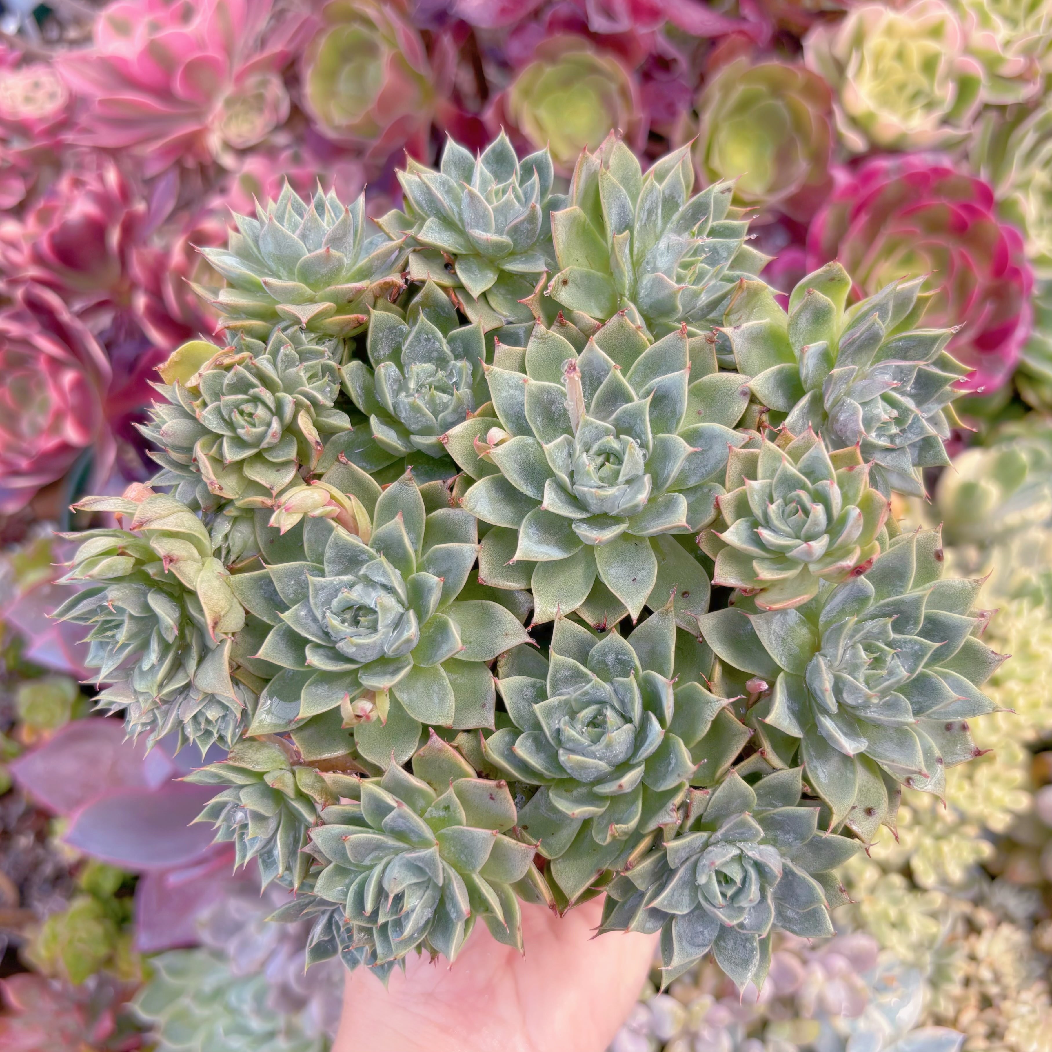 現品　リンゼアナ#B36　大群生　るる農園