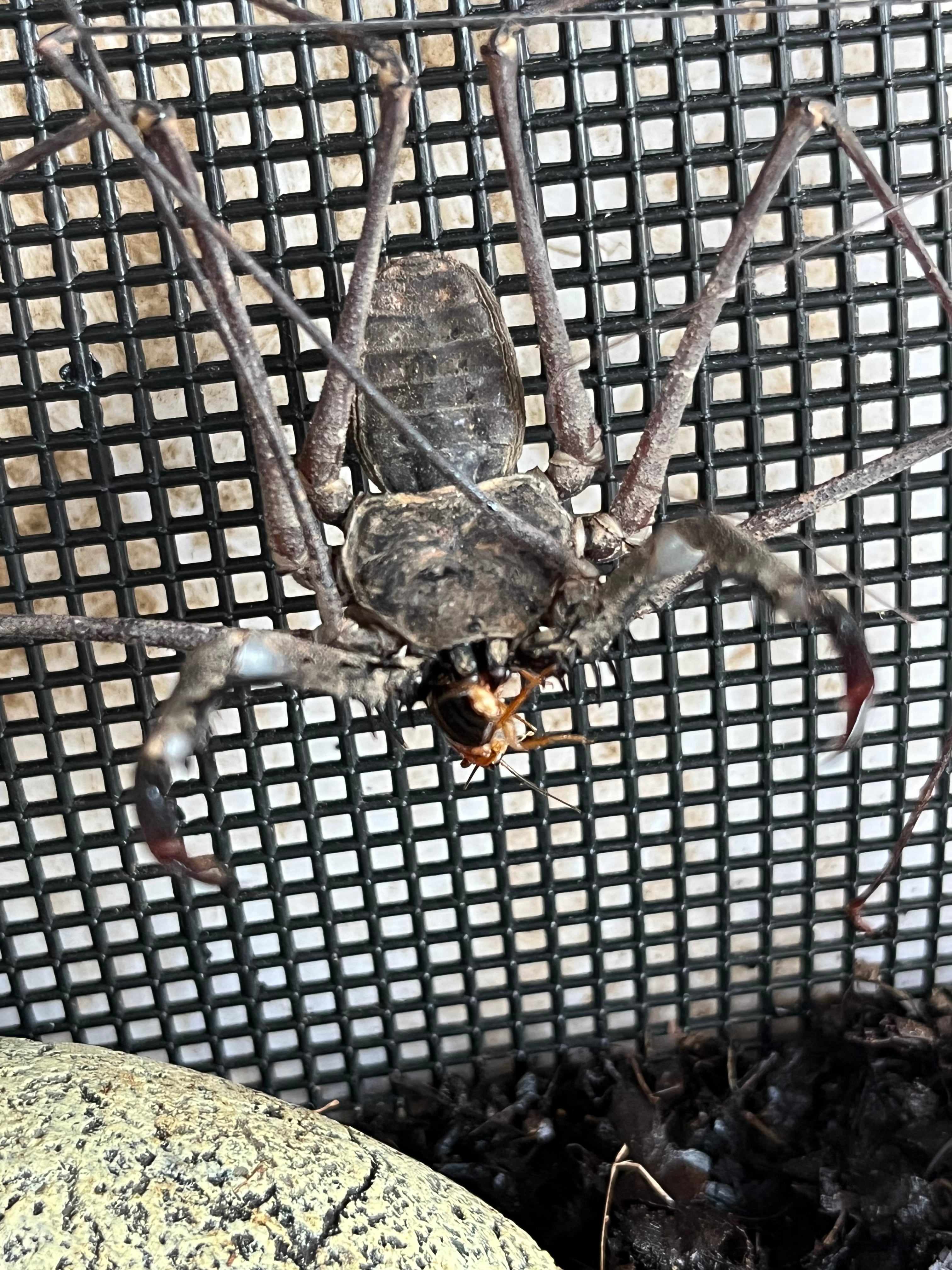 腕蟲希少種】Heterophrynus elephasウデムシ ヒヨケムシ 三大奇蟲