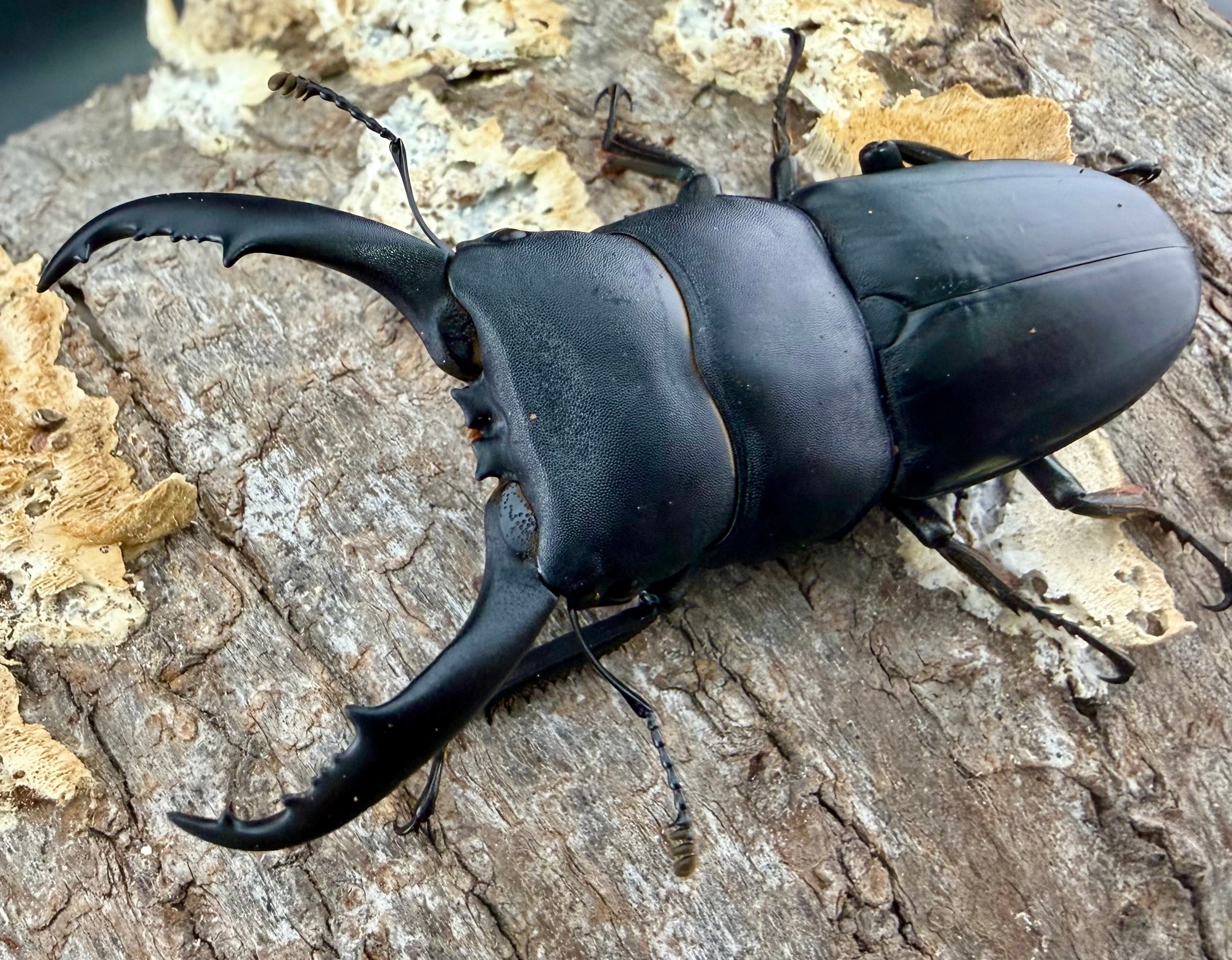 ヒラタクワガタの仲間 | KPW公式オンラインショップ