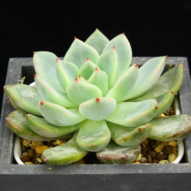 レッドザラゴーサ×カトルス（実生）01