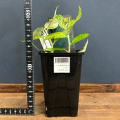 ペリオニア レペンス 斑入り【725】