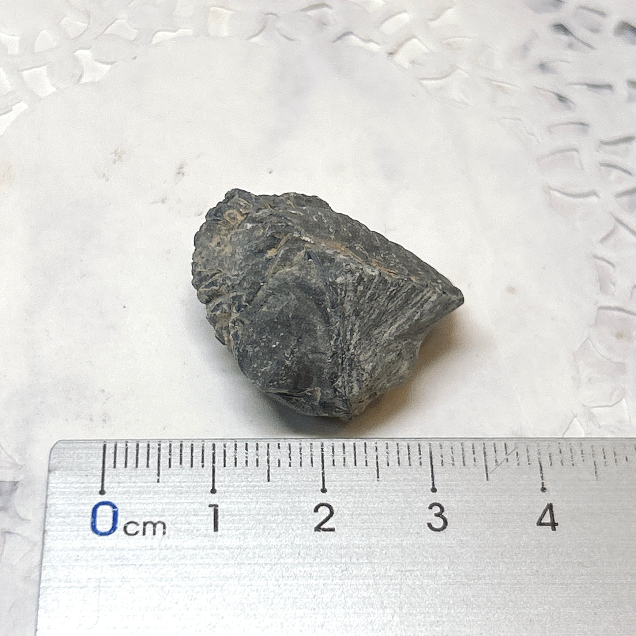 101150】三葉虫 古生代デボン紀 化石 モロッコ 化石標本 | クリスタル
