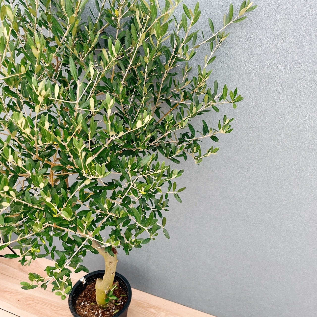 現品］13番 創樹 オリーブ ネバディロブランコ 8号 観葉植物 大型 屋外