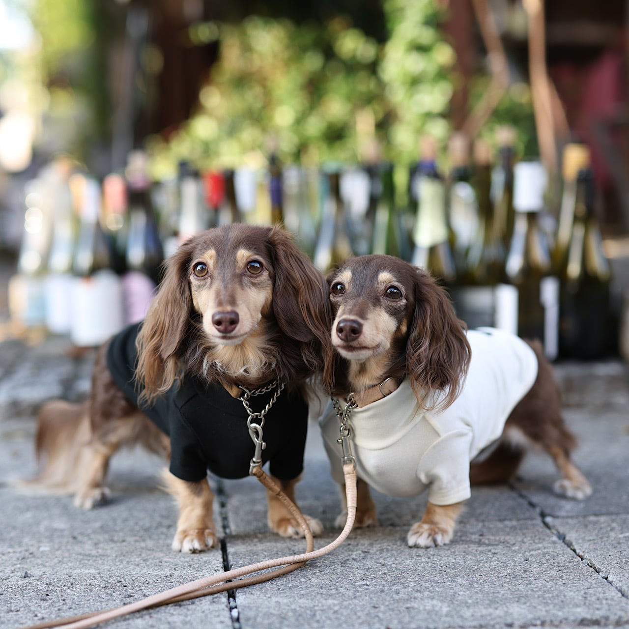 リッチウォームカットソー 2024-2025Winter | カニンヘン