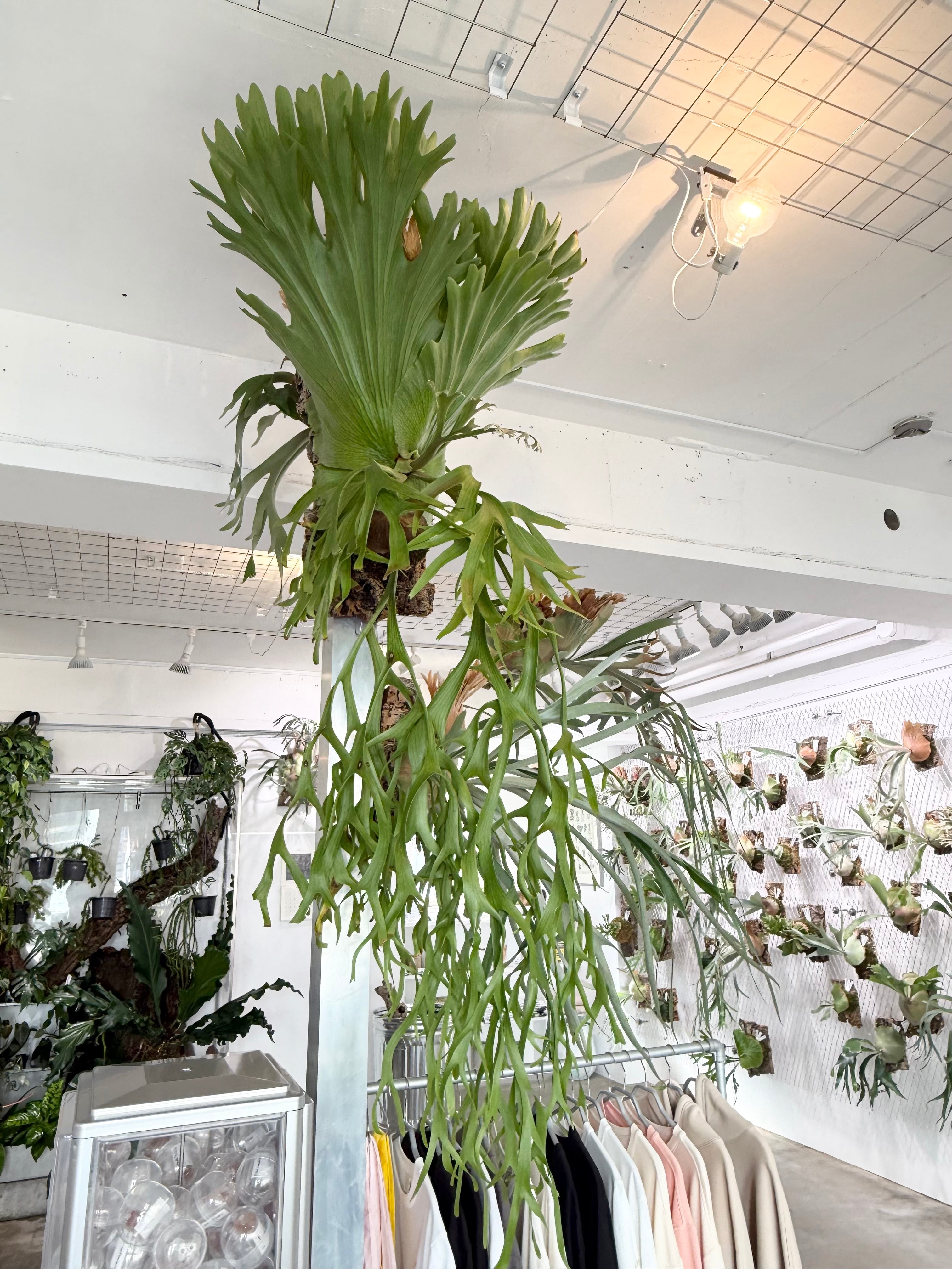 Platycerium_ビカクシダ | vandaka plants