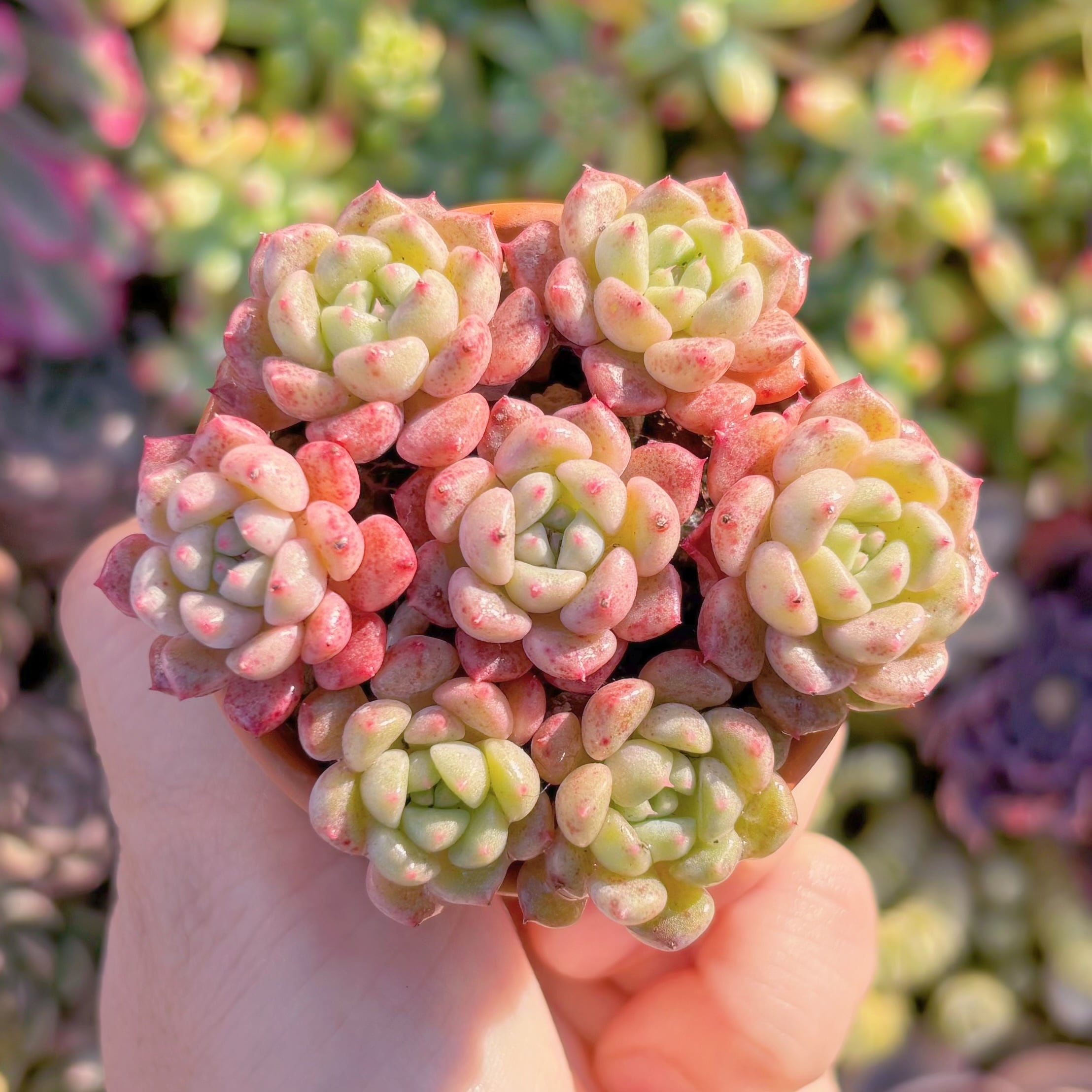 多肉植物　スノーピーチ　群生　新入荷　るる農園