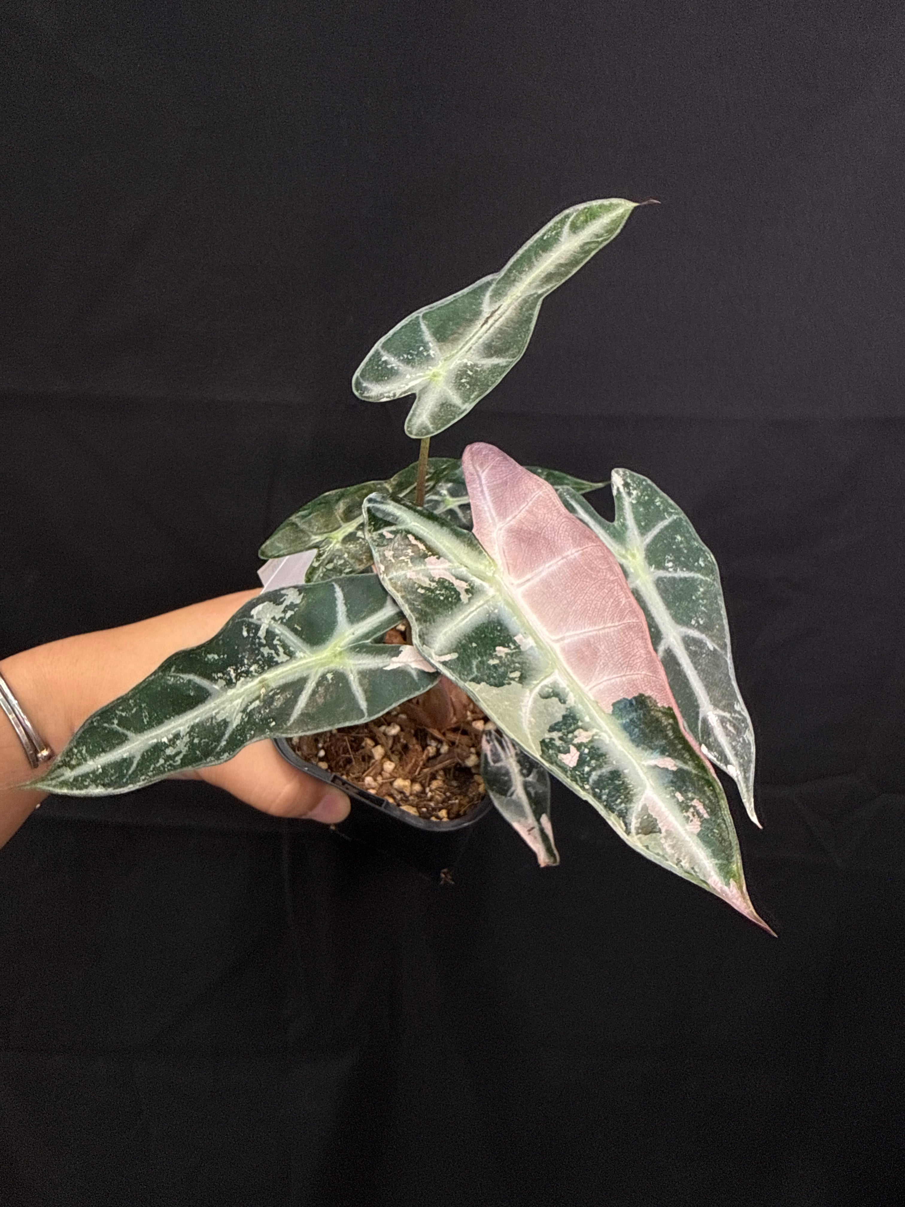 ② (Mucho) Begonia cucullata pink variegated / ベゴニア ククラータ