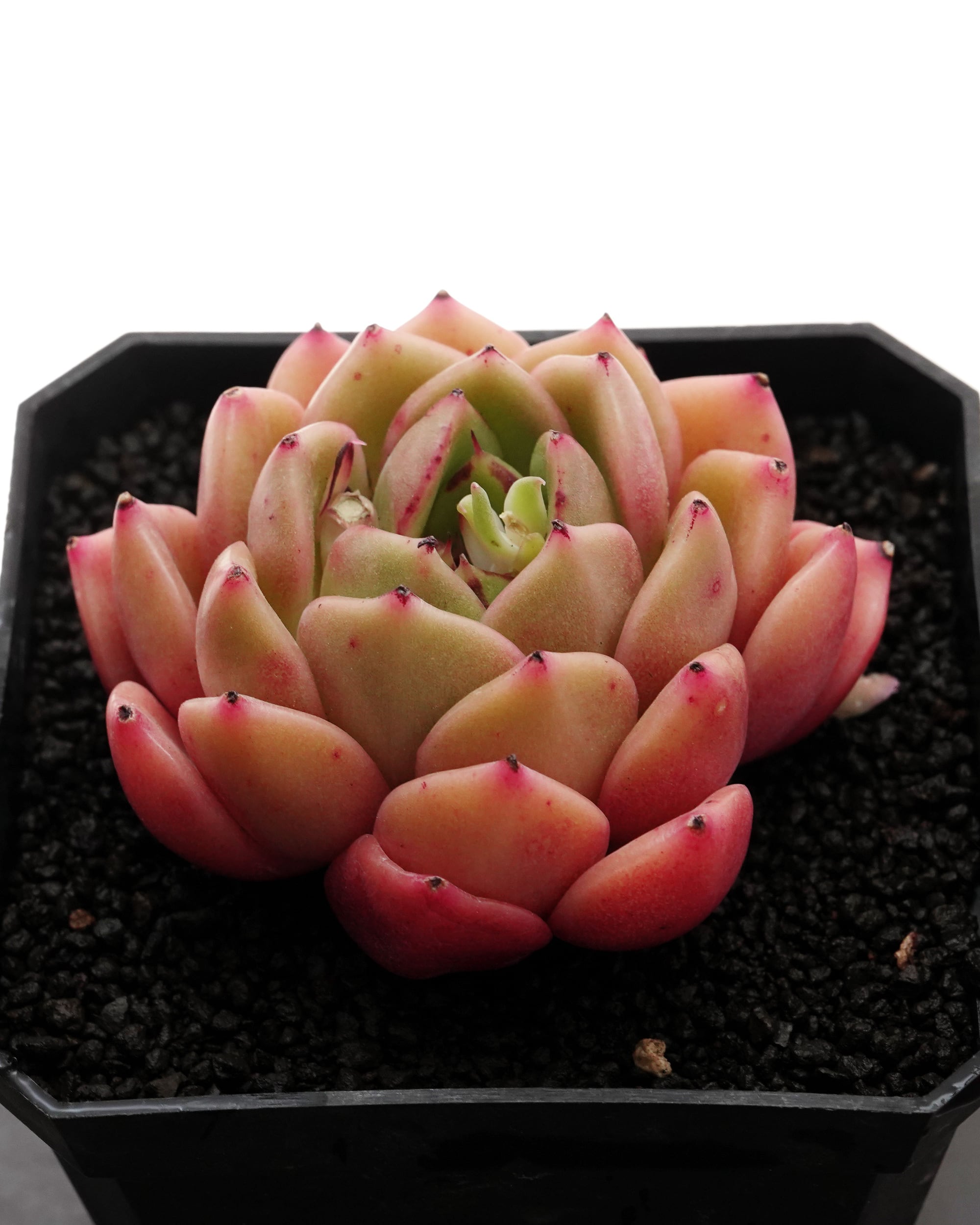 PREMIUM】 【鉢付き】 チャザロイ 長期LED育成株 Agave chazaroi