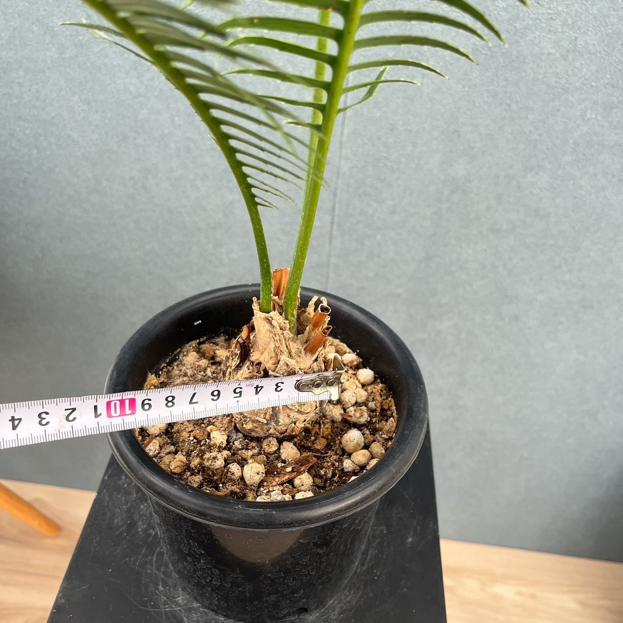 現品］【希少】J ディオーンスピヌロスム 5号 観葉植物 レア メキシコ