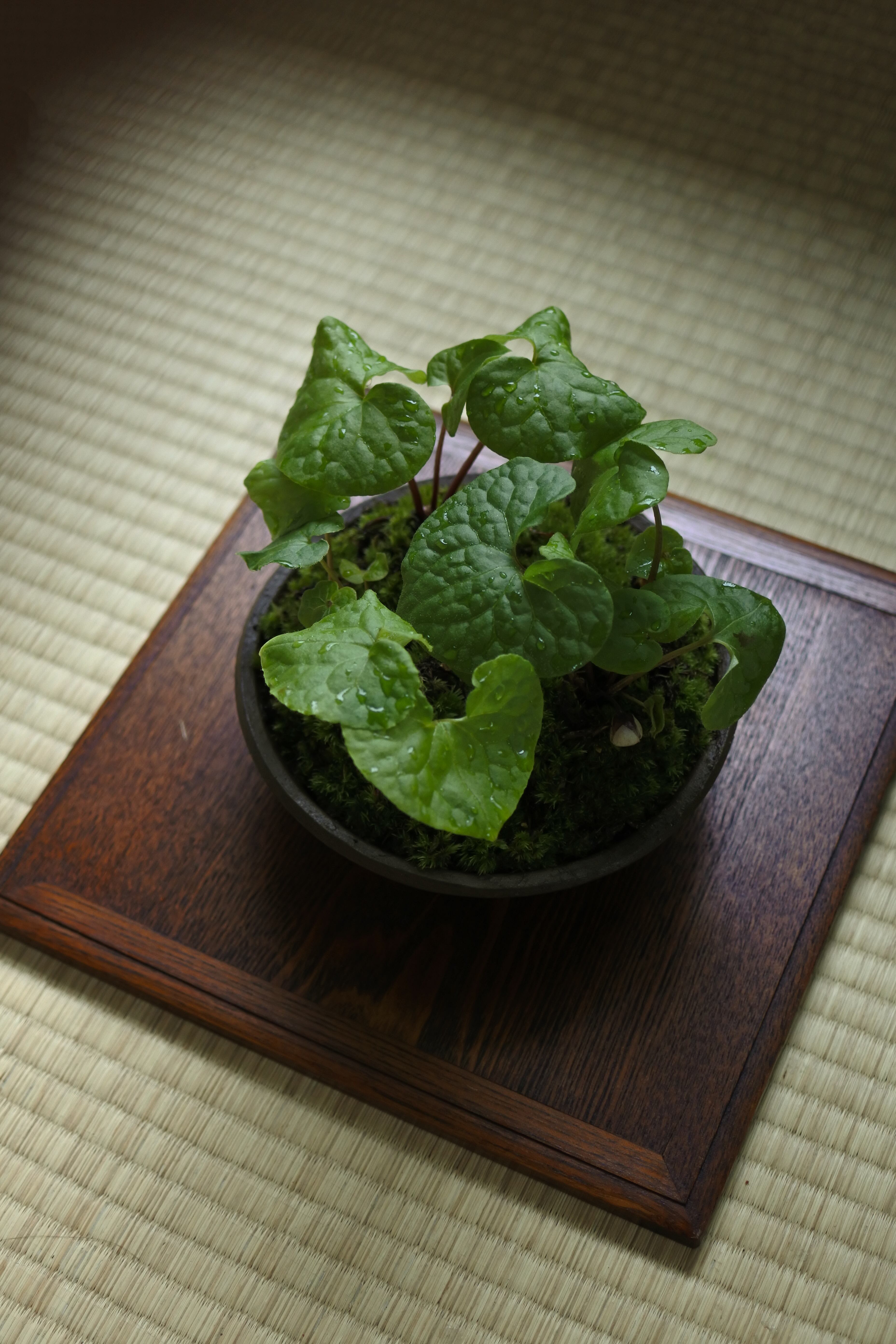 双葉葵の鉢 | 花屋 務