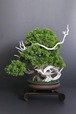 盆栽 松 真柏 Pinetree Bonsai #162