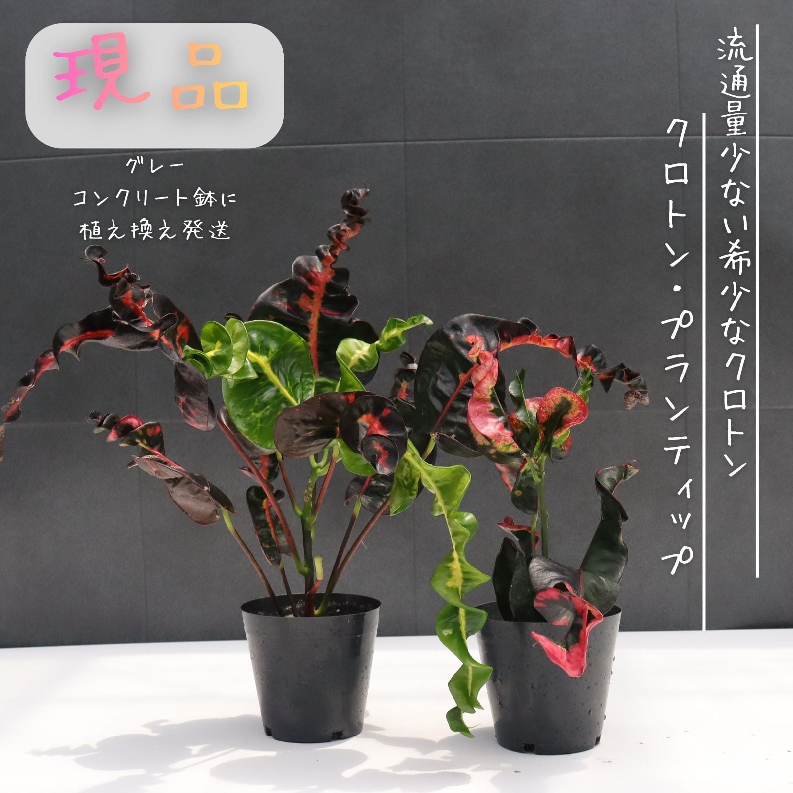 超希少❗️クロトン　プランティップ　\