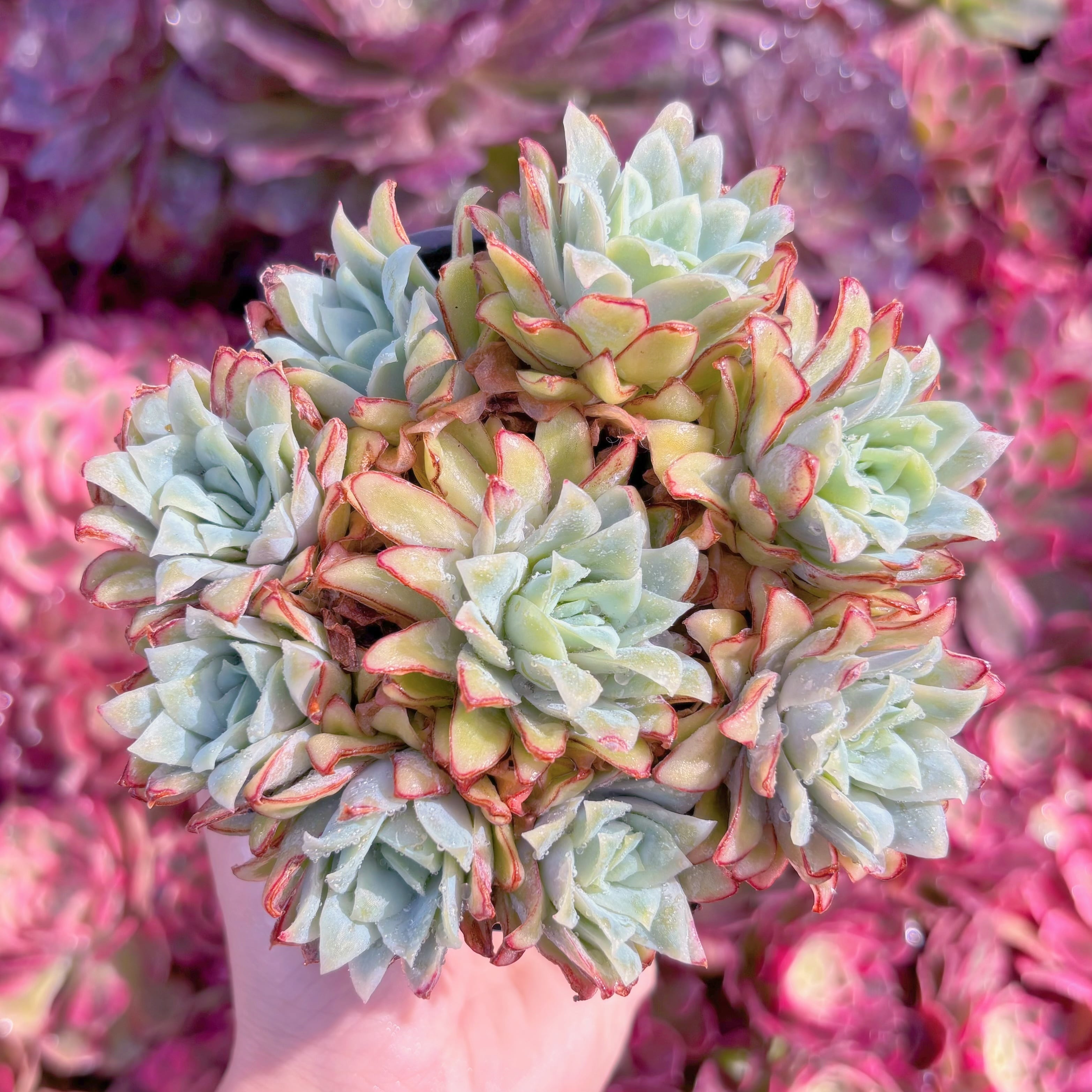 現品　ラズベリーアイス錦#K442　新入荷　るる農園