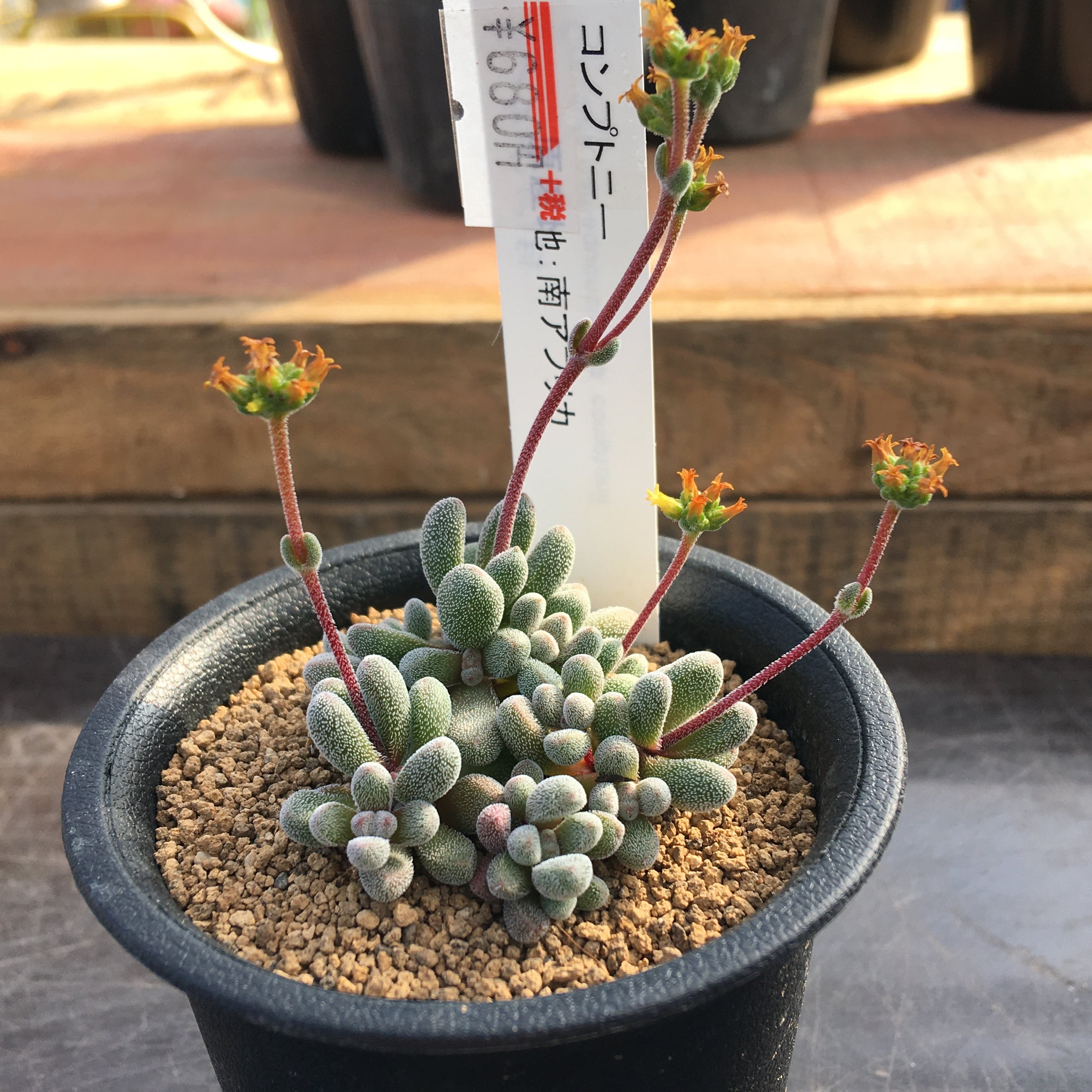 多肉植物 塊根植物 アナカンプセロス コンプトニー2