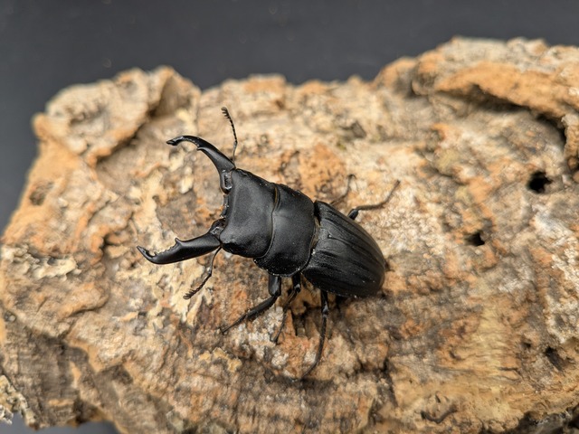 スジブトヒラタ　♂52ｍｍ♀38ｍｍ　