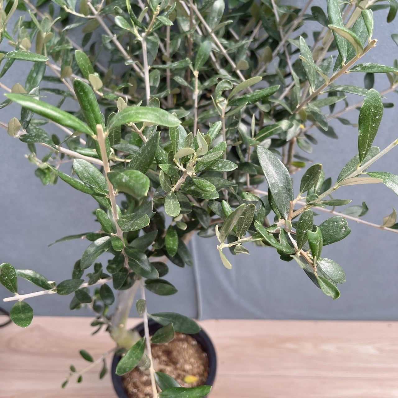 現品］40番 創樹 オリーブ ルッカ 7号 観葉植物 屋外 オリーブの木