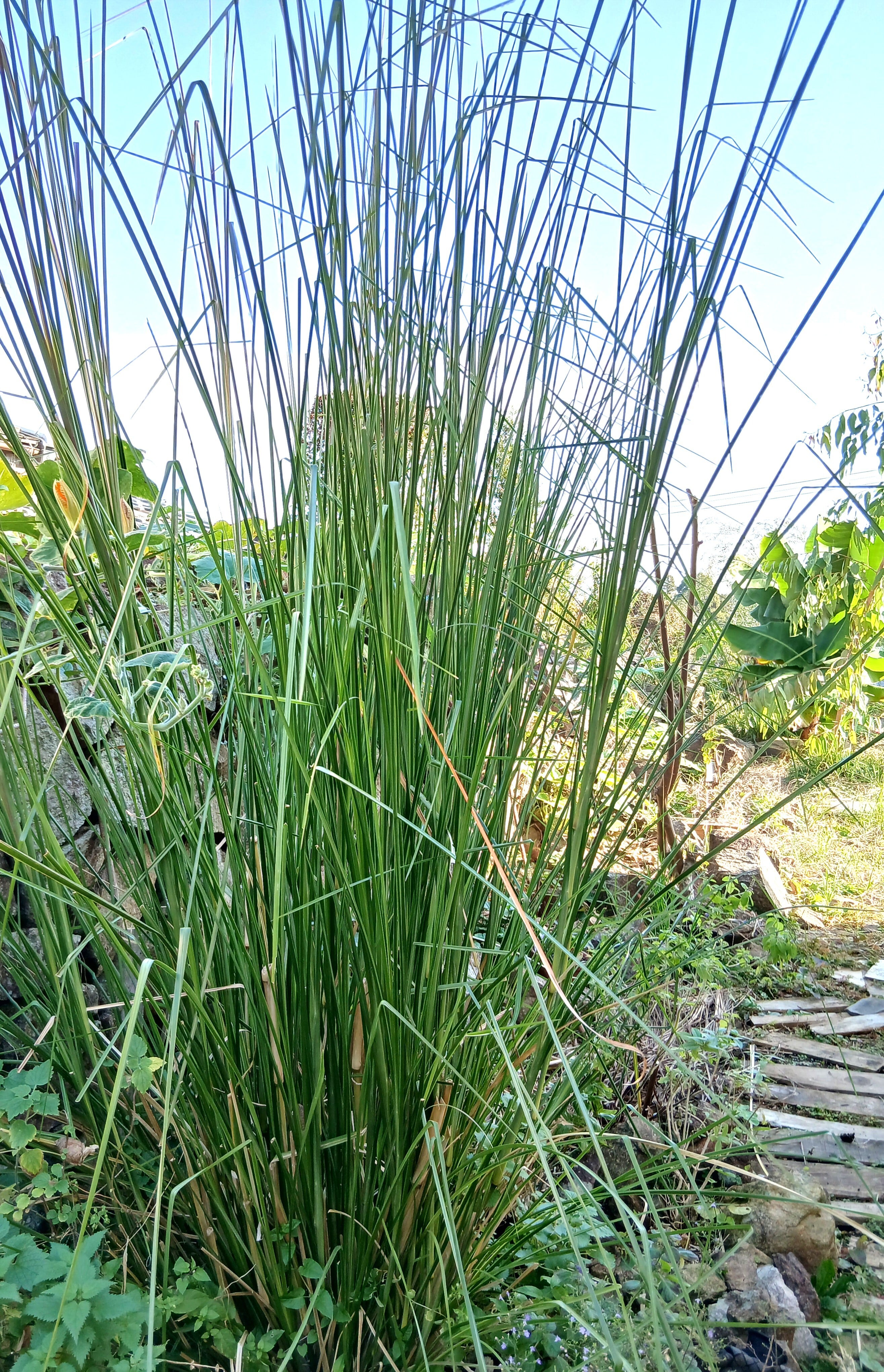 自然栽培 ベチバーティー VETIVER ROOT TEA 3G | aguadehierba