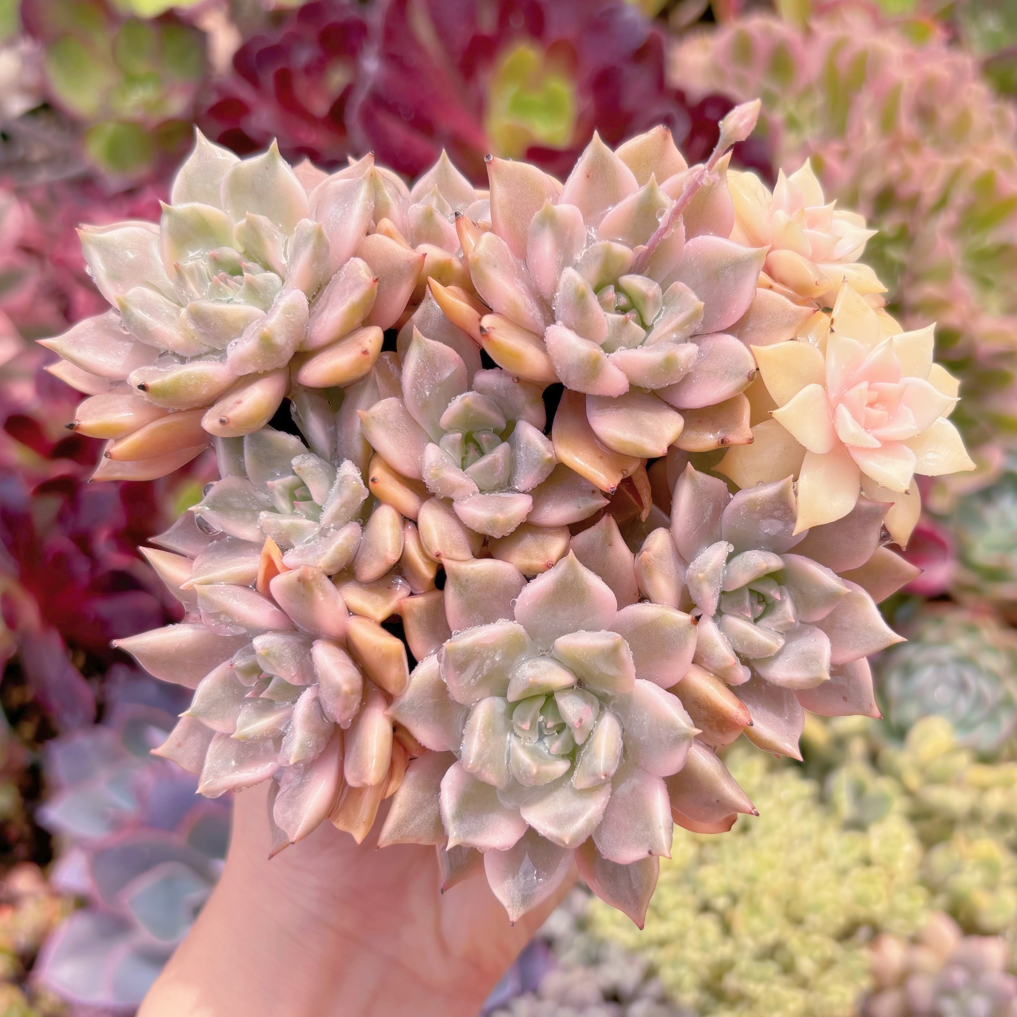 現品　カリナ錦#716　群生　新入荷