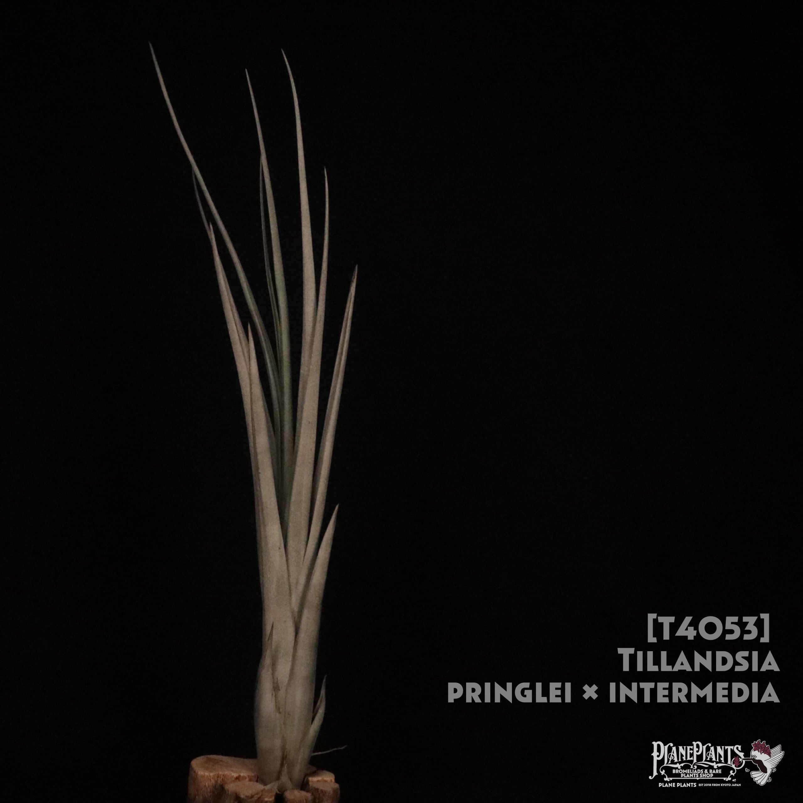 【送料無料】pringlei x intermedia〔エアプランツ〕現品発送T4053