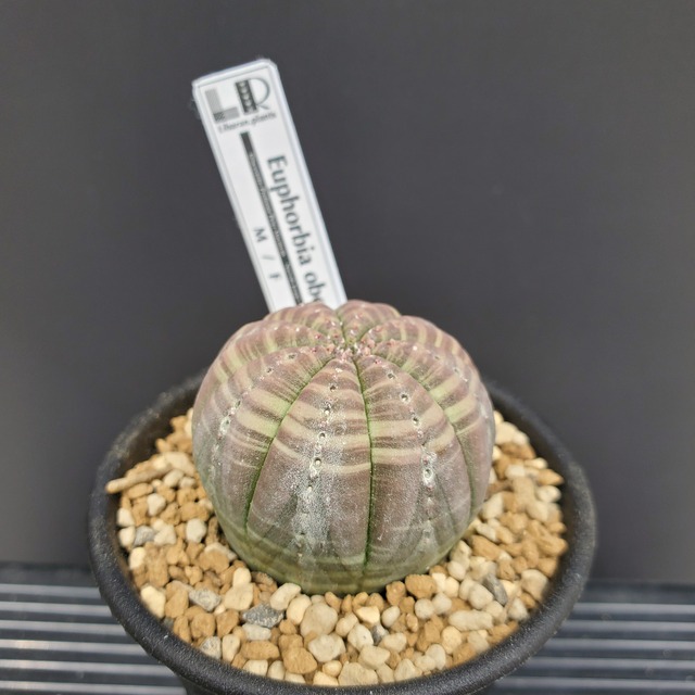 【ノーマルSサイズ】Euphorbia obesa ユーフォルビア オベサ