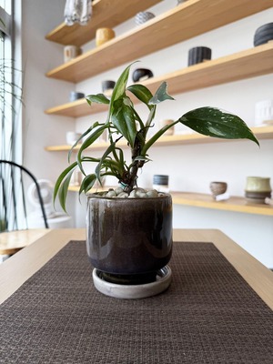 フィロデンドロン・ホワイトプリンセス