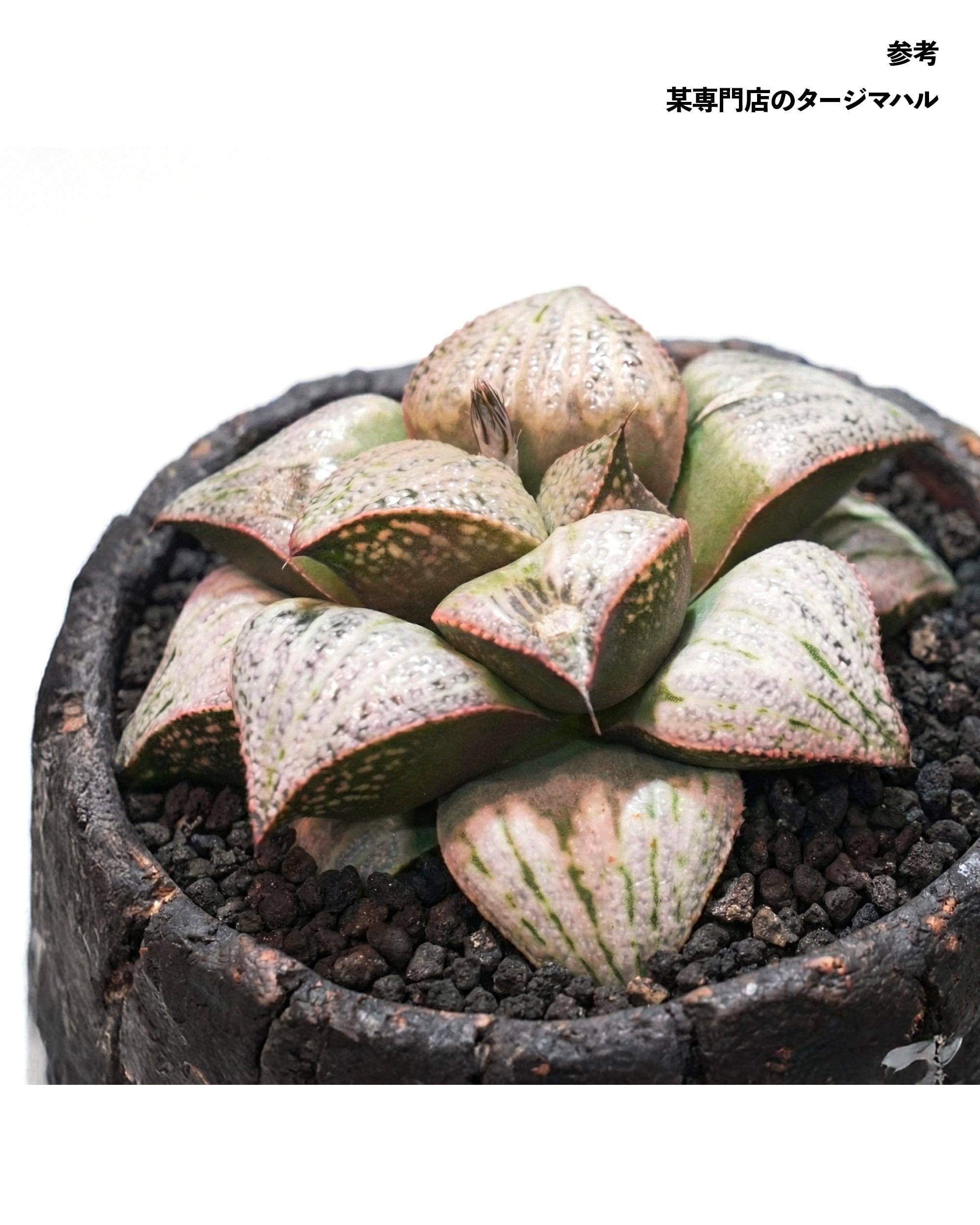 カット苗 ハオルチア 田島の春 Haworthia 'Tajimanoharu' | PUKUBOOK