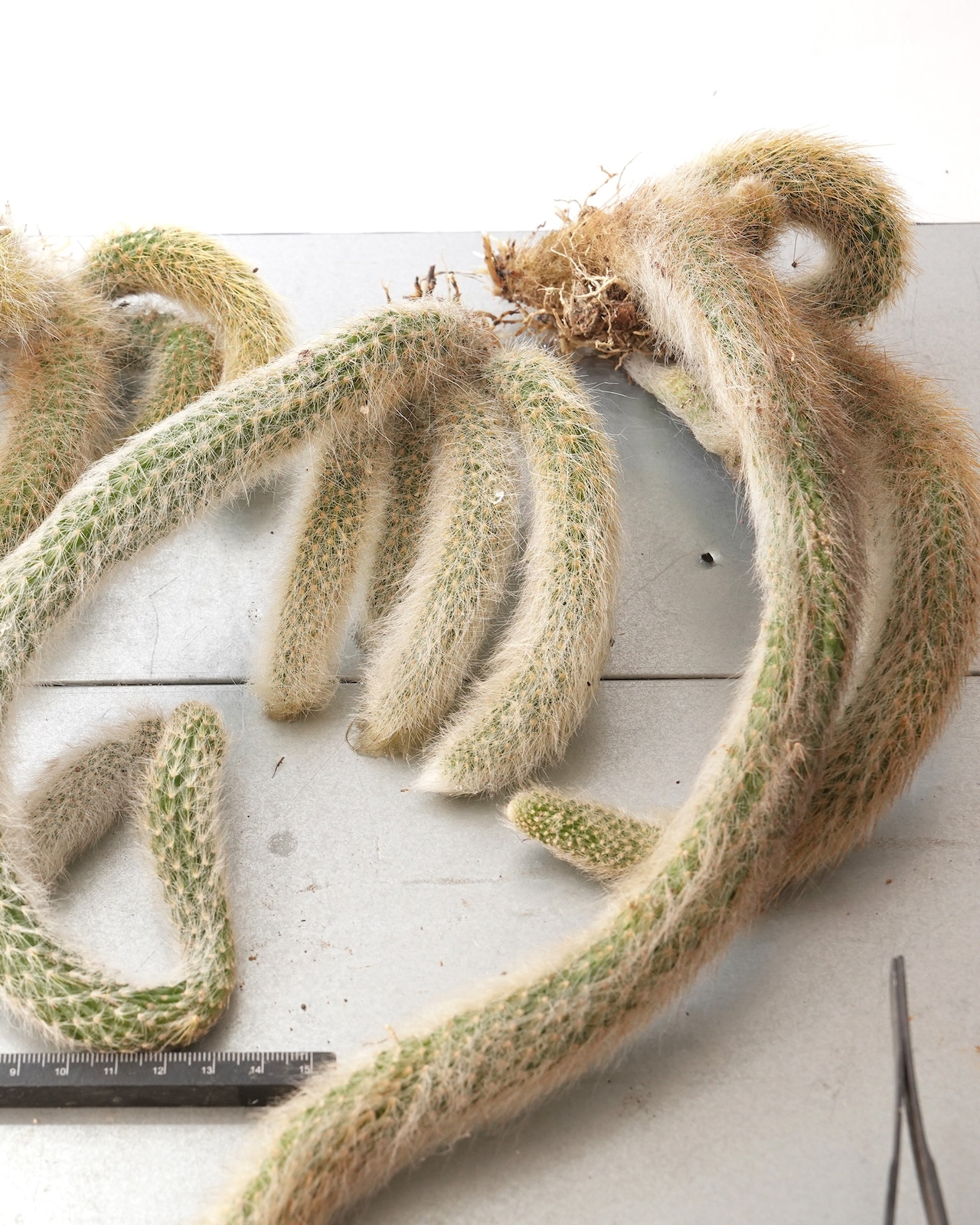 発根済カット苗 クレイストカクタス カラデモノ 20cm超 群生 Cleistocactus winteri ssp.colademono